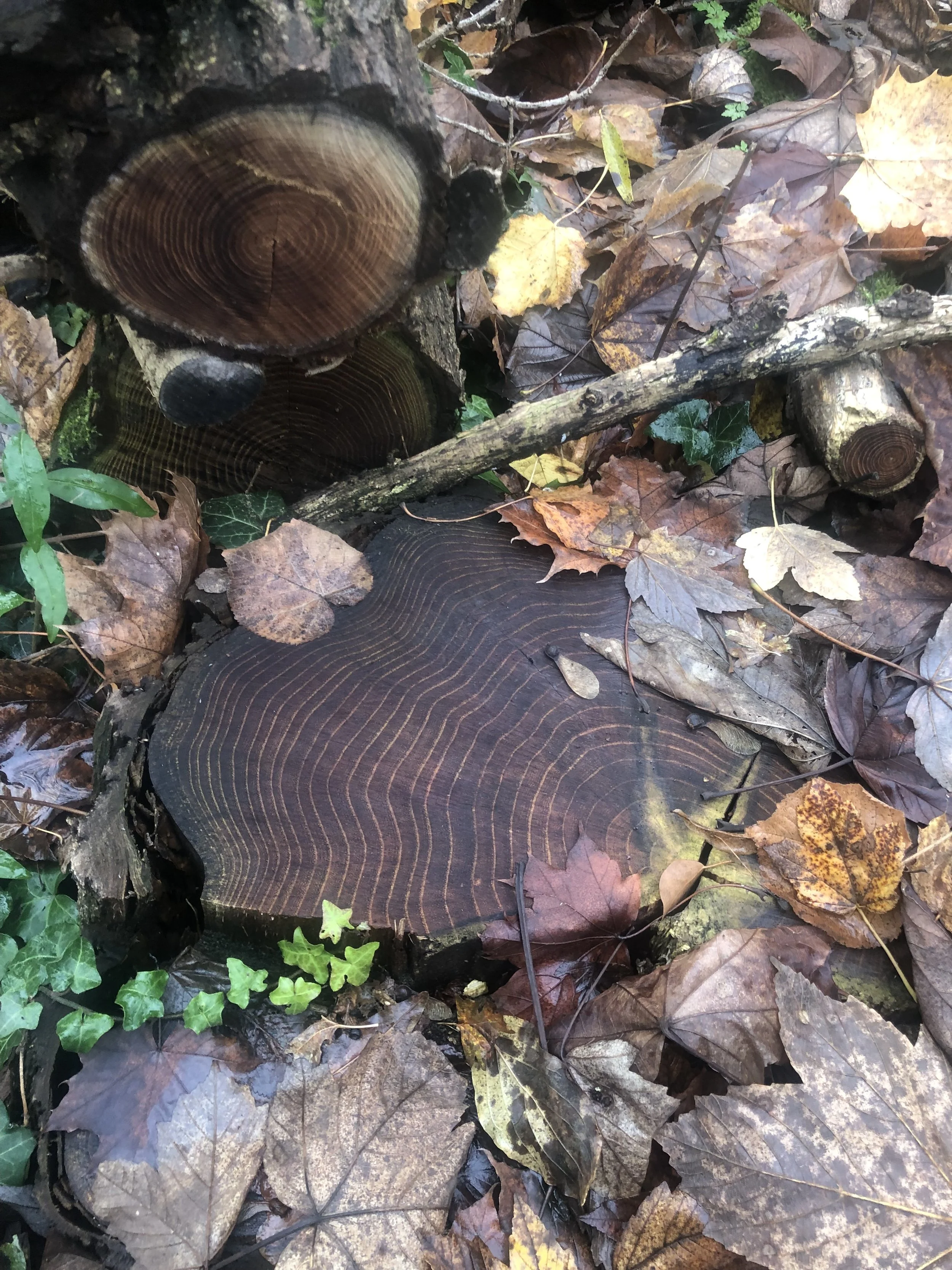 Photo souche arbre projets engagés Émilie Broquet