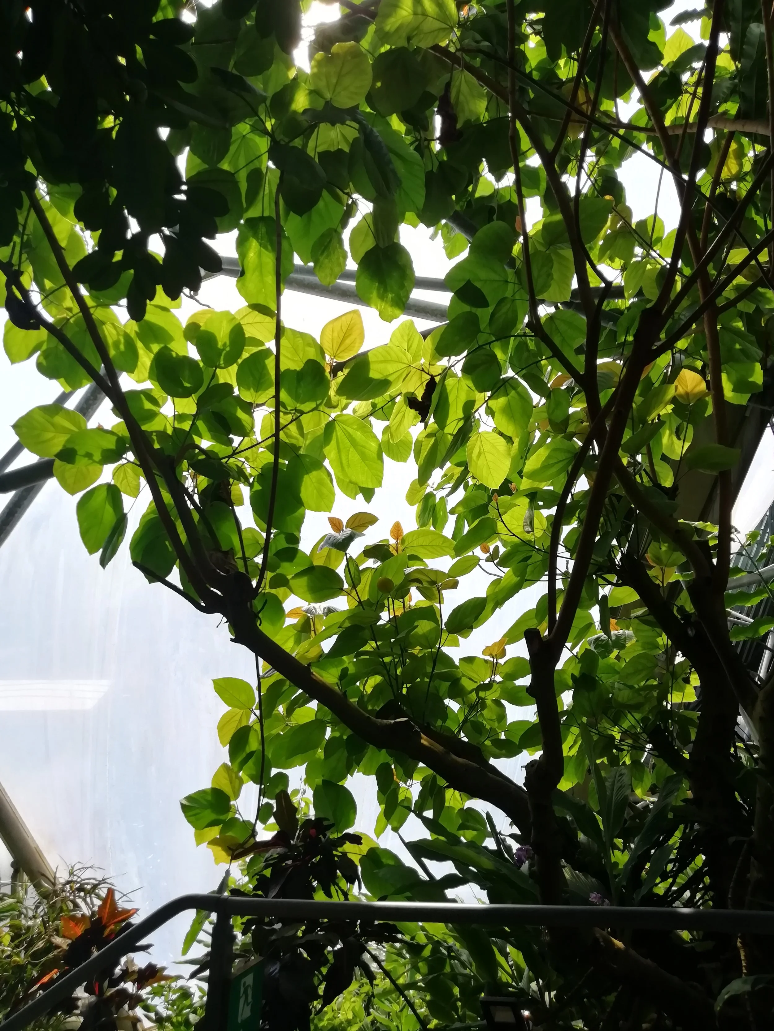 Photo feuilles projets engagés Designer graphique Émilie Broquet