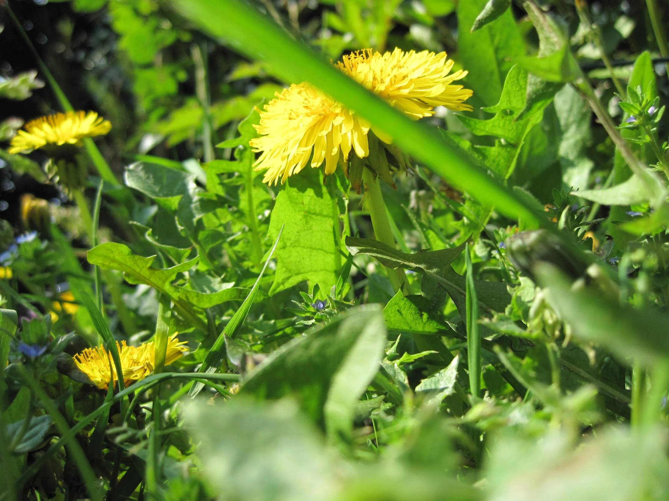 photo pissenlit nature vivant Émilie Broquet