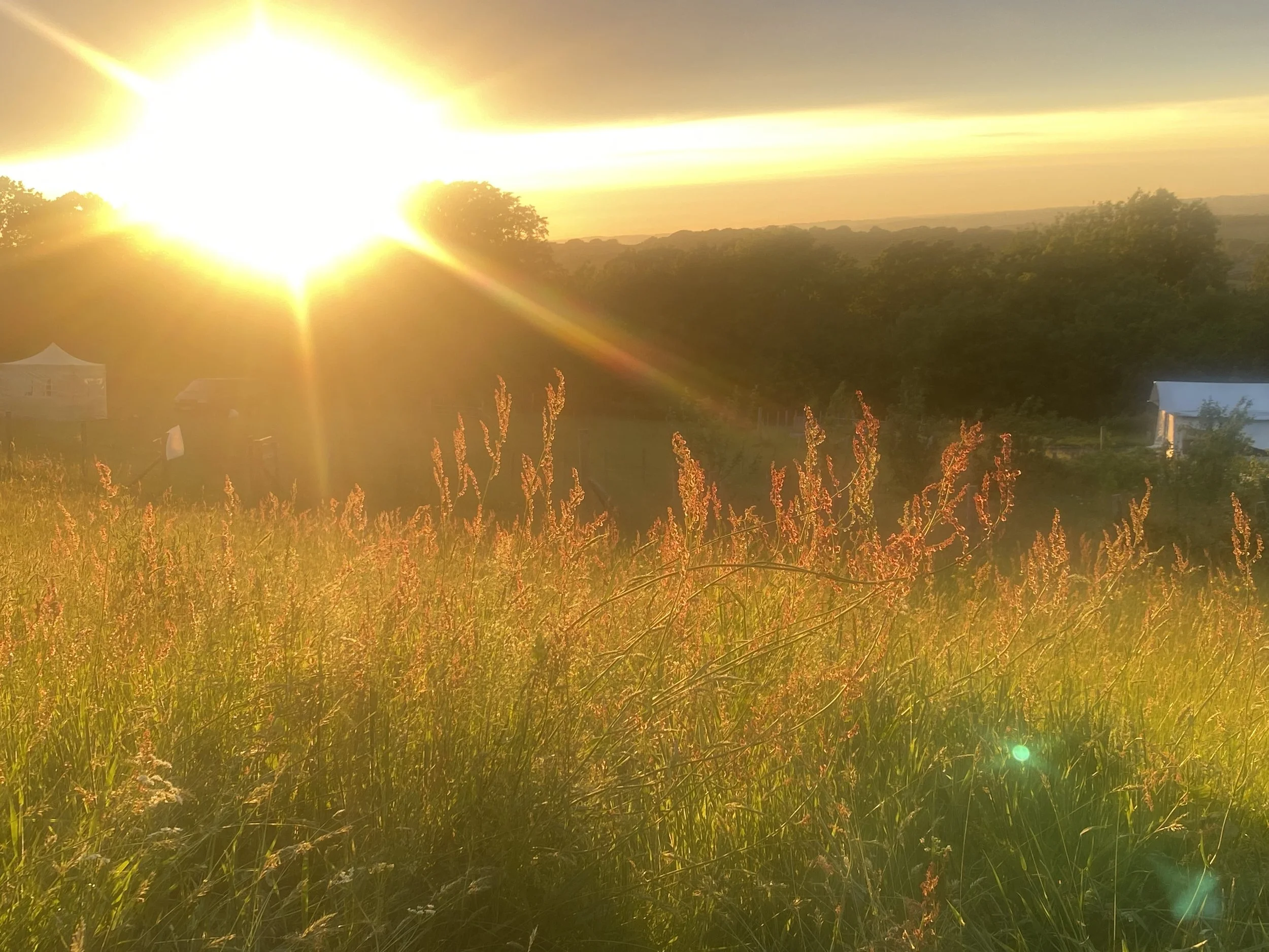 Sunset over a grassy field with wildflowers, trees in the background, and small structures, with bright sunlight creating a lens flare.