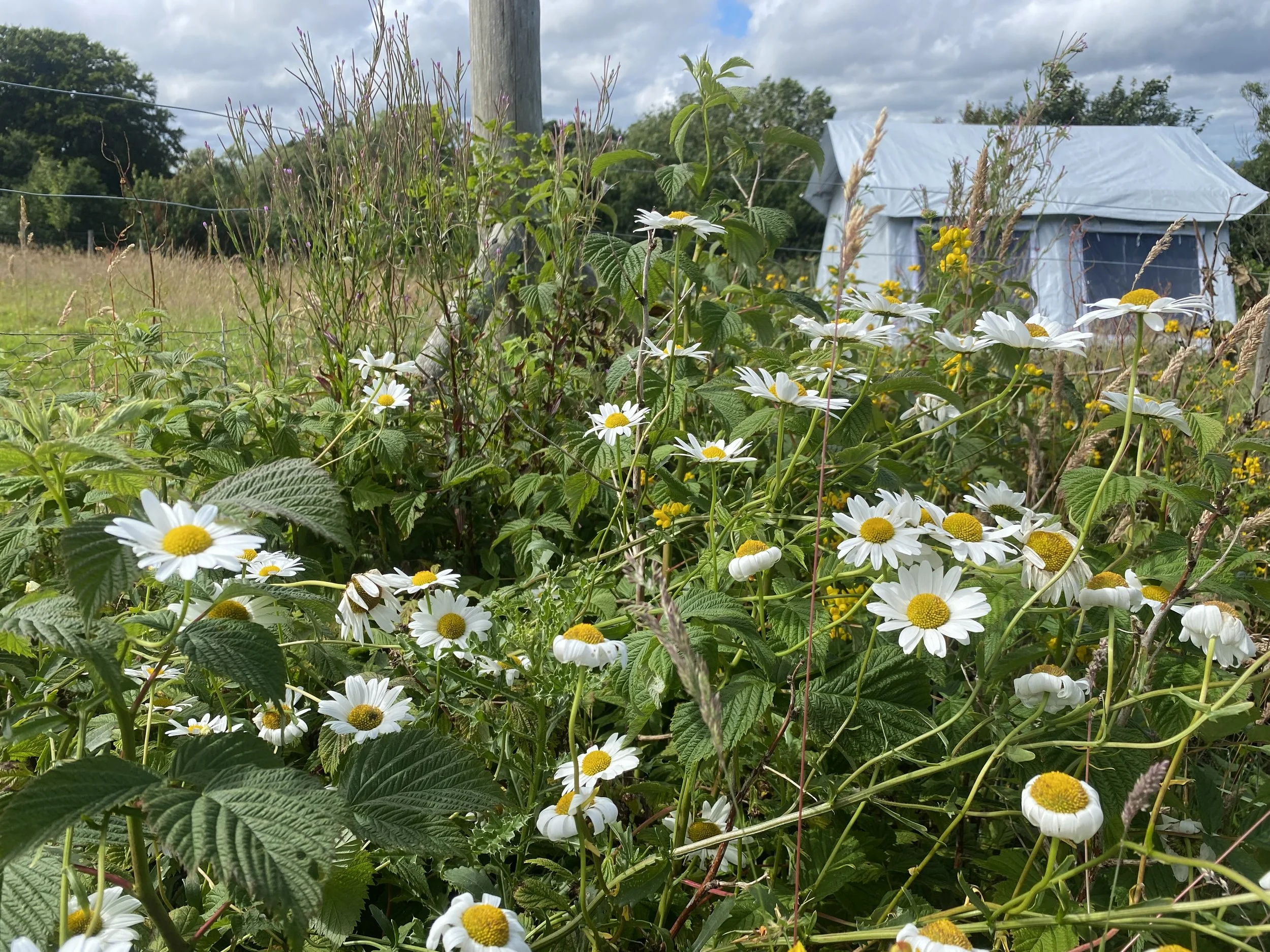 A garden with daisies and other wildflowers in the foreground, with a tent covered in a blue tarp and a cloudy sky in the background.