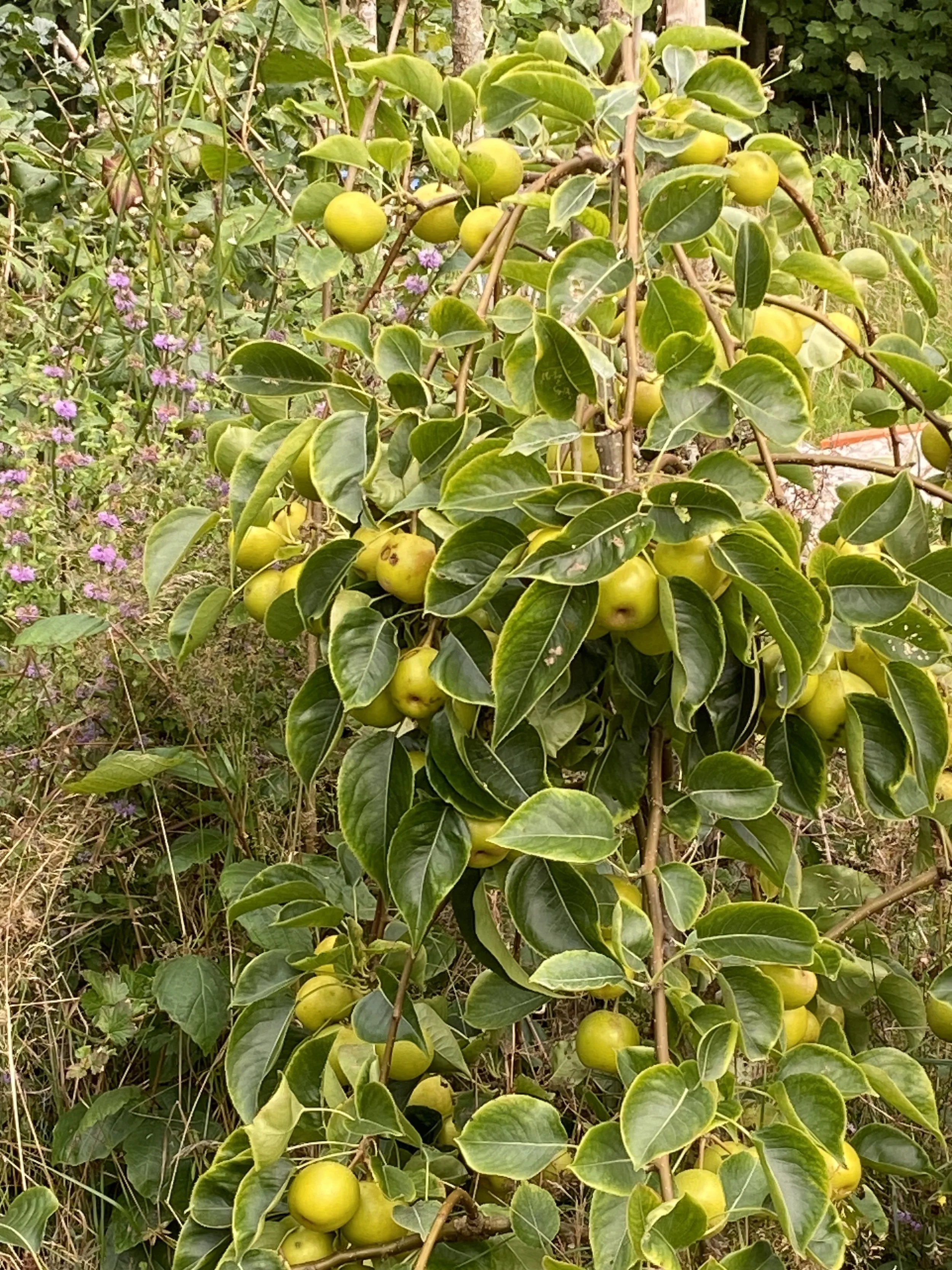 A branch of a pear tree with numerous green pears hanging among glossy green leaves in a garden.
