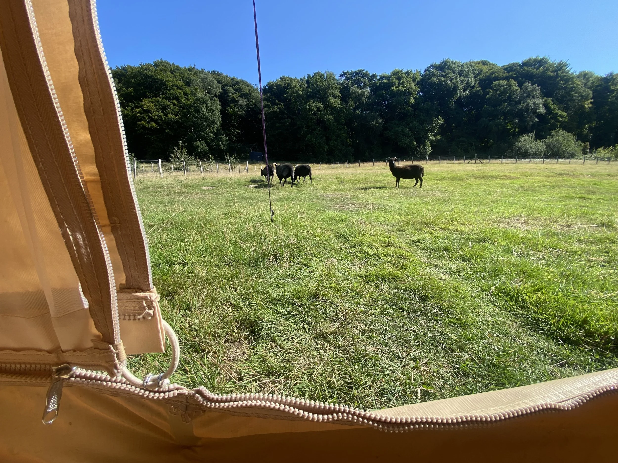 A view from inside a beige pop-up tent showing a grassy field with four black cows and a background of trees under a clear blue sky.