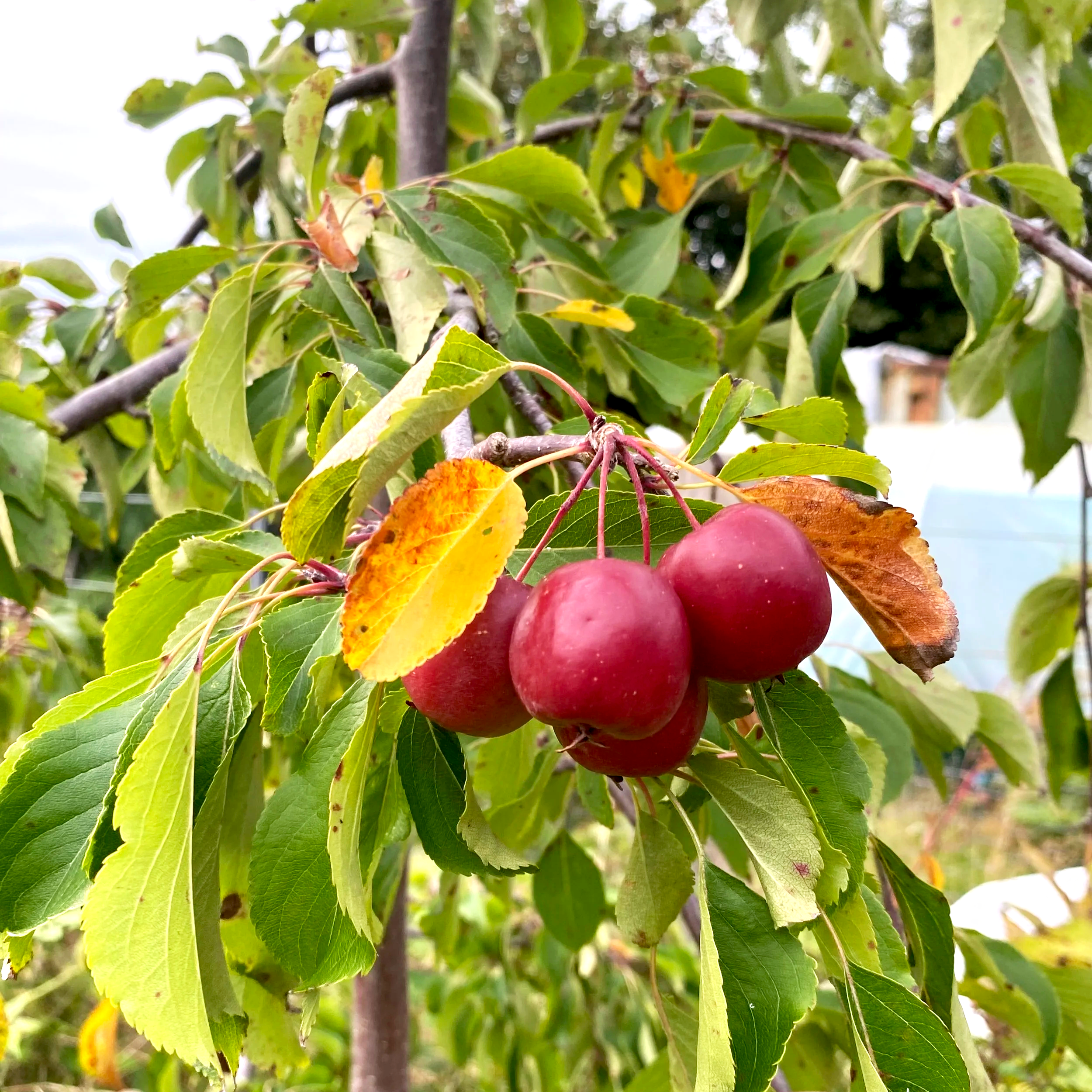 A cluster of ripe red cherries hanging from a branch surrounded by green leaves.
