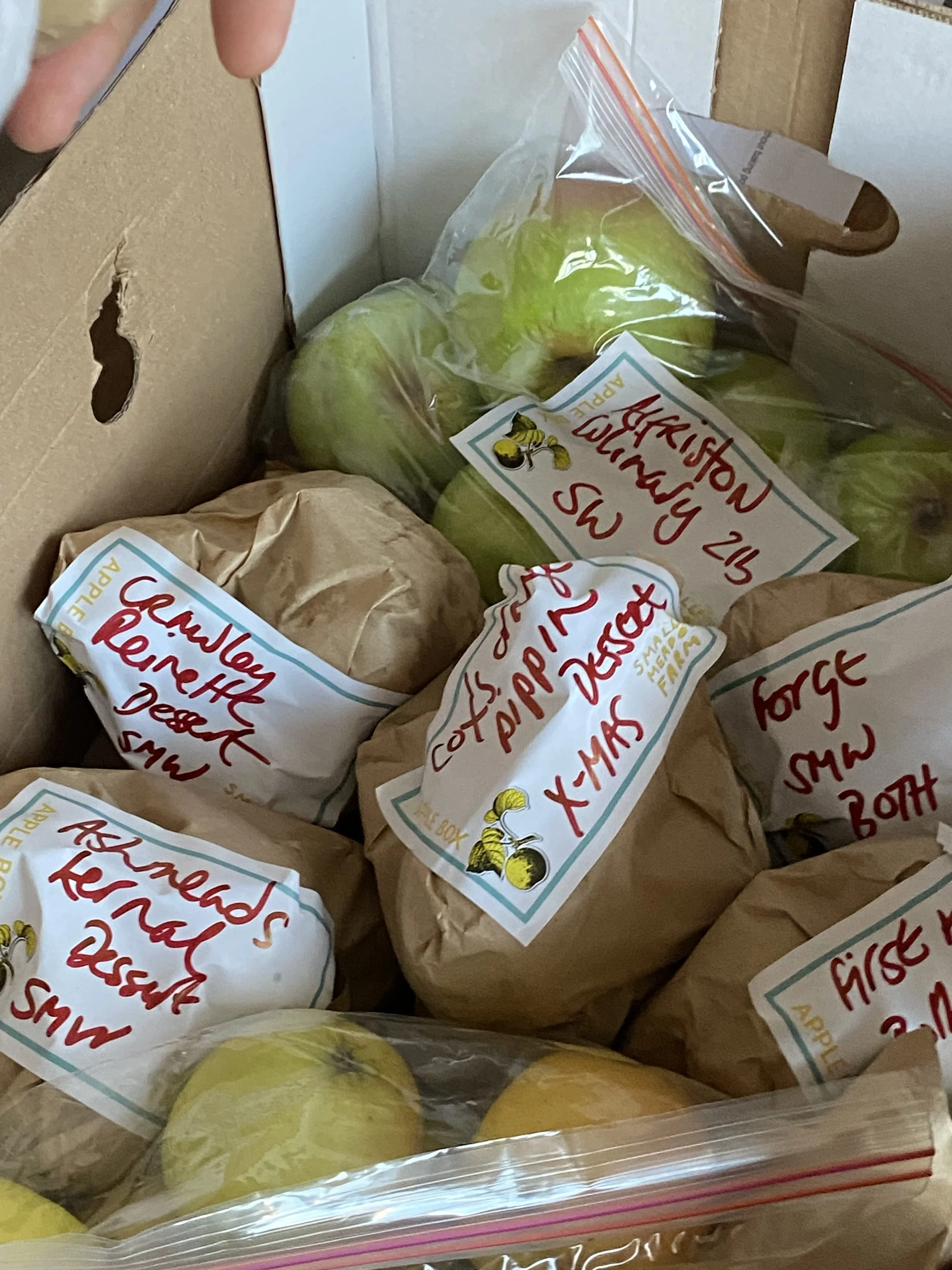 Various labeled grocery items, including green apples in a plastic bag and other produce in brown paper bags, inside a cardboard box