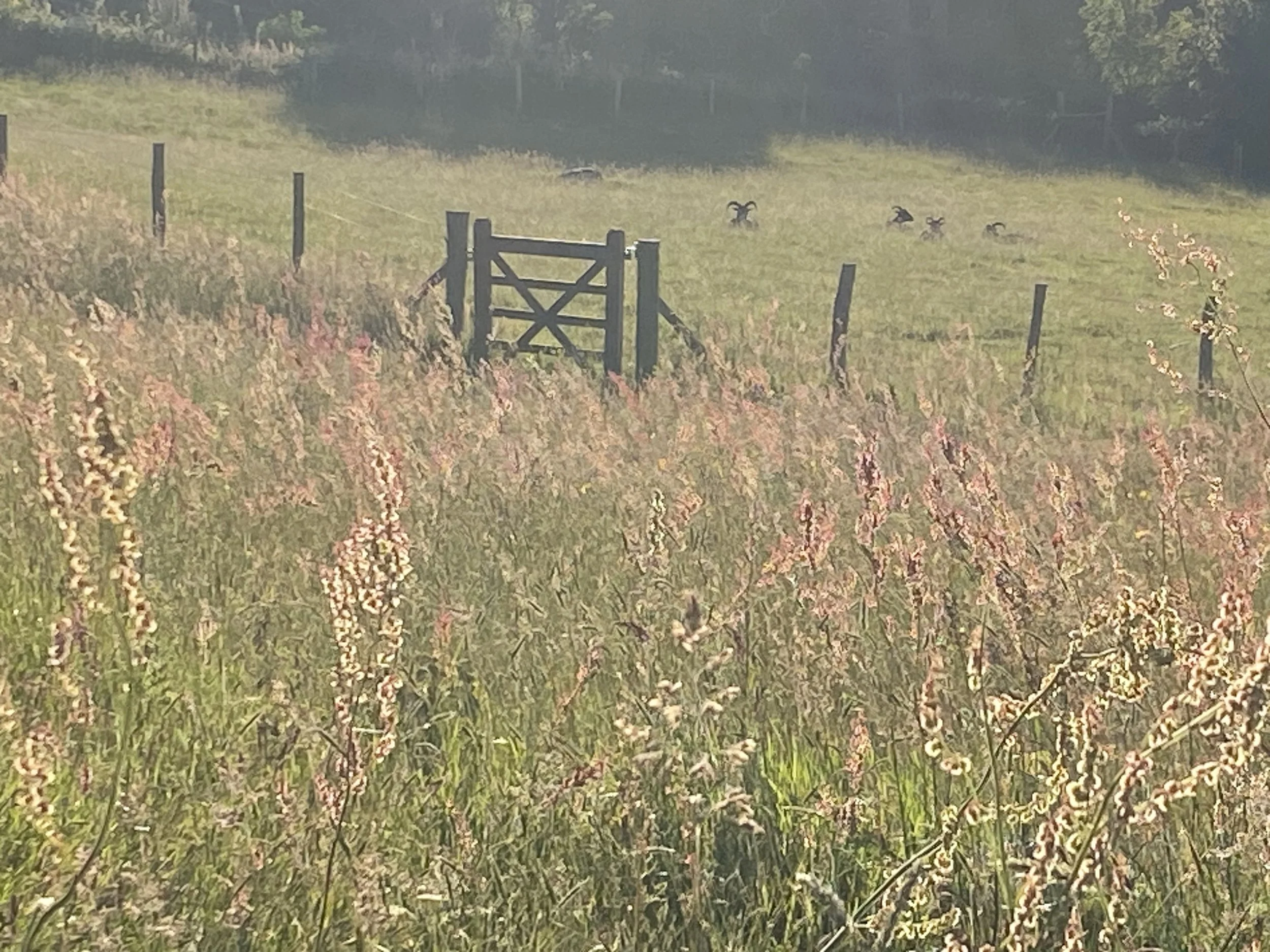 A rural meadow with wildflowers, a wooden gate, and a fence. In the background, there are several small black animals wandering on a grassy hill, with trees in the near distance.
