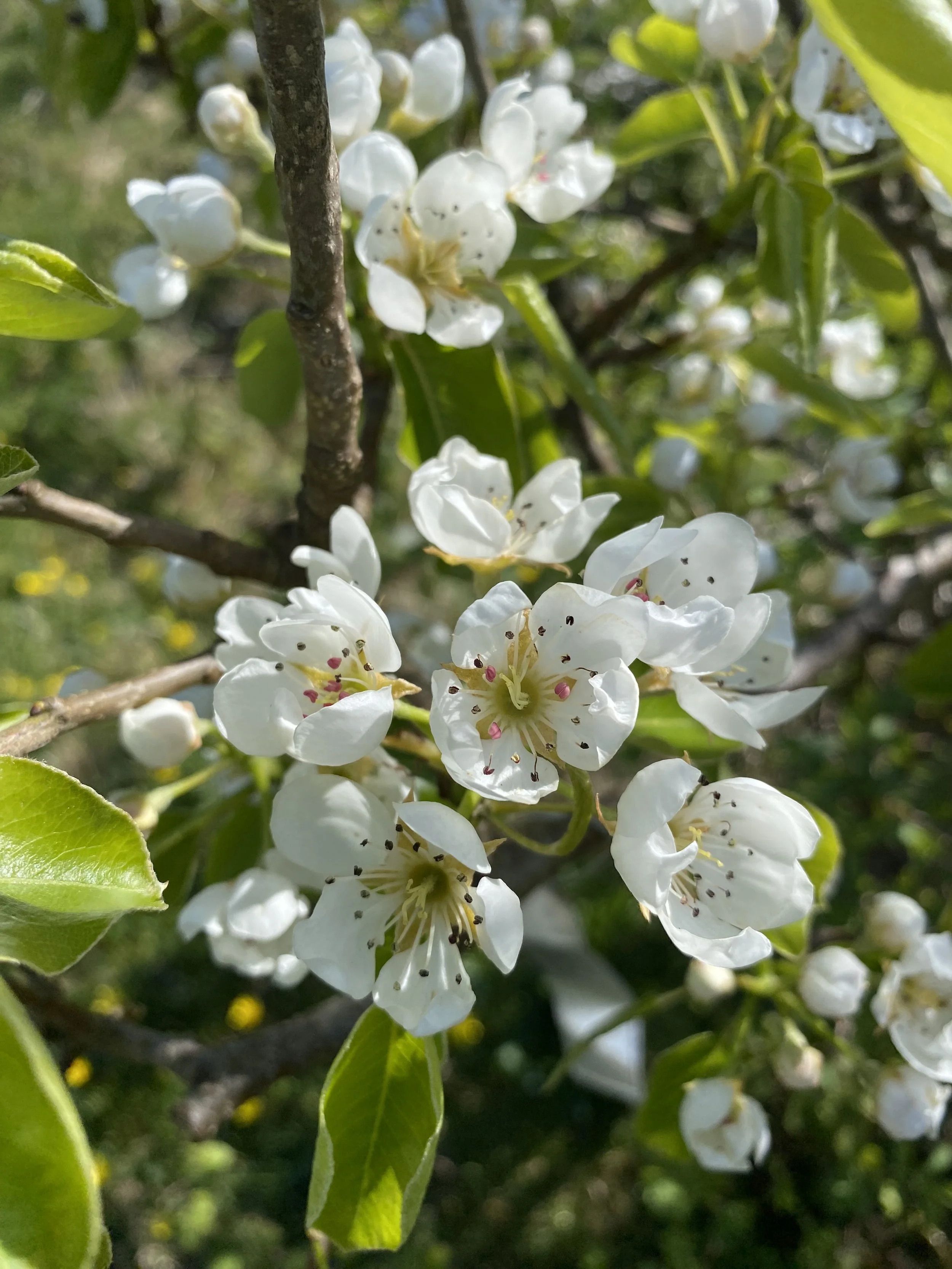 Close-up of white pear blossoms on a tree branch with green leaves and sunlight in the background.
