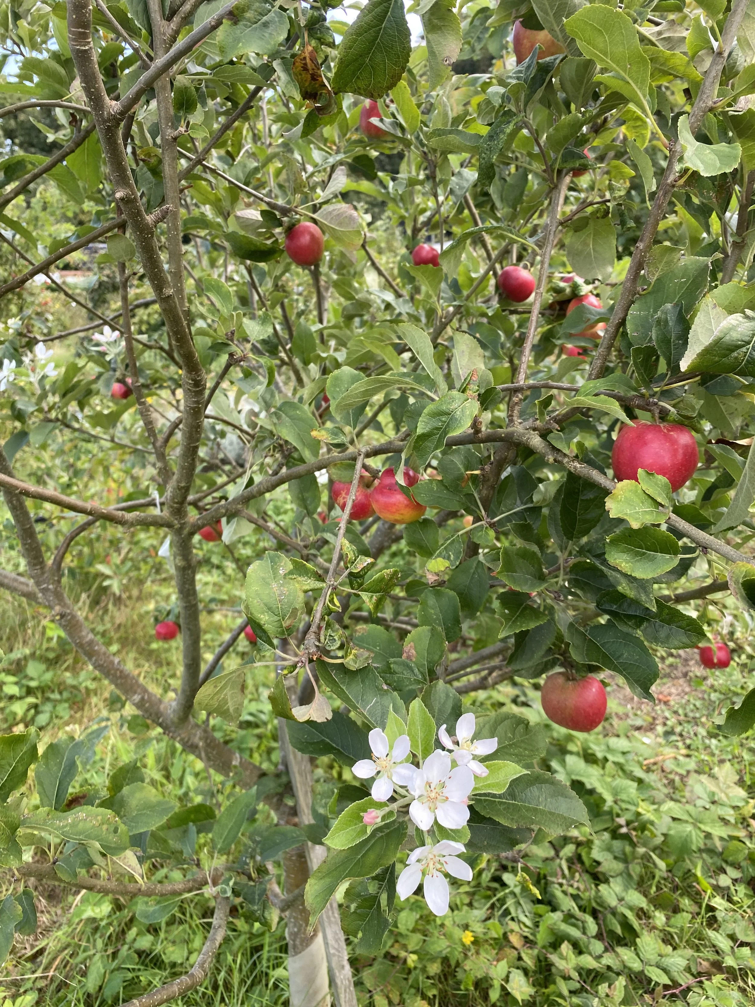 A apple tree with red apples and white blossoms in a garden.