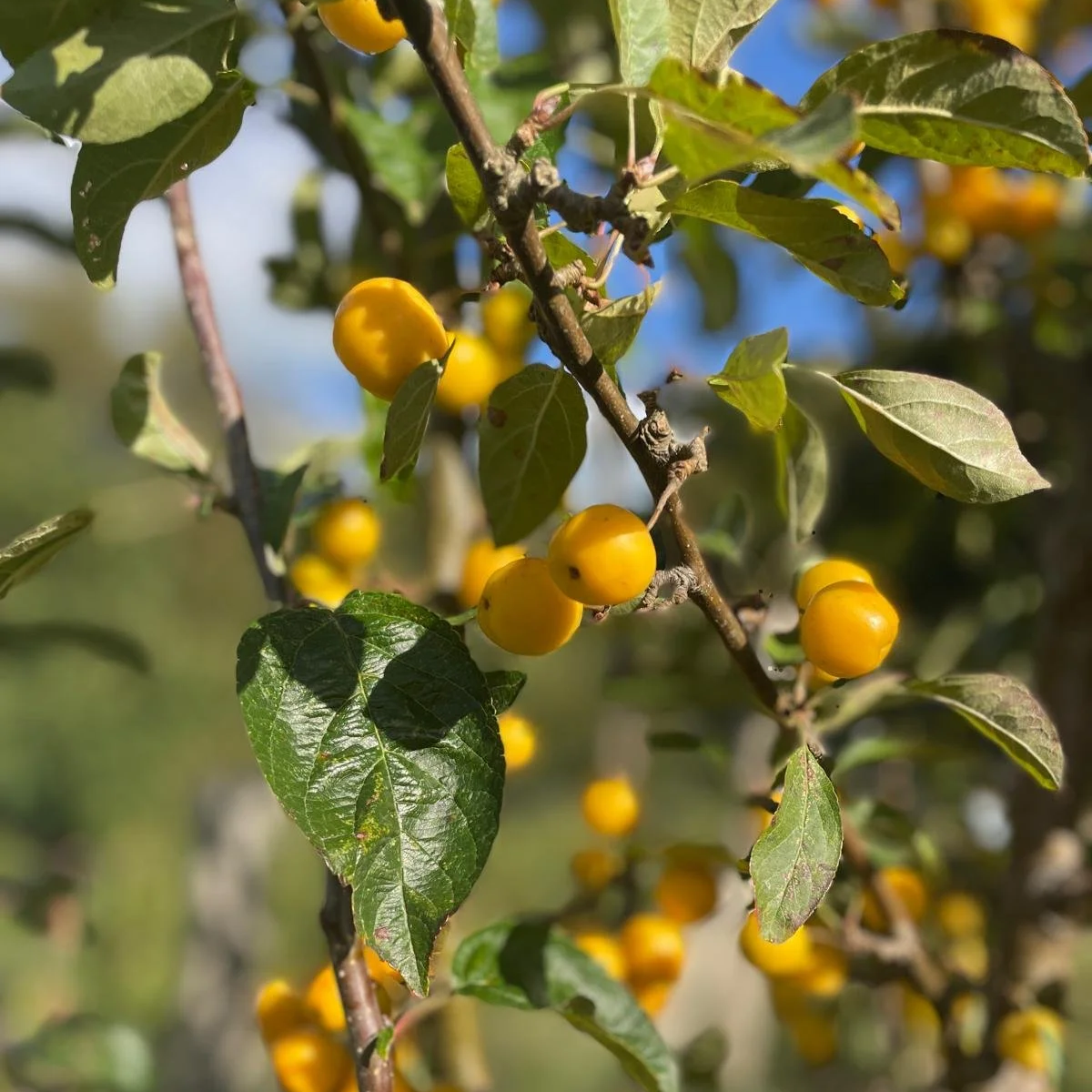 Yellow berries growing on a tree branch with green leaves in sunlight.