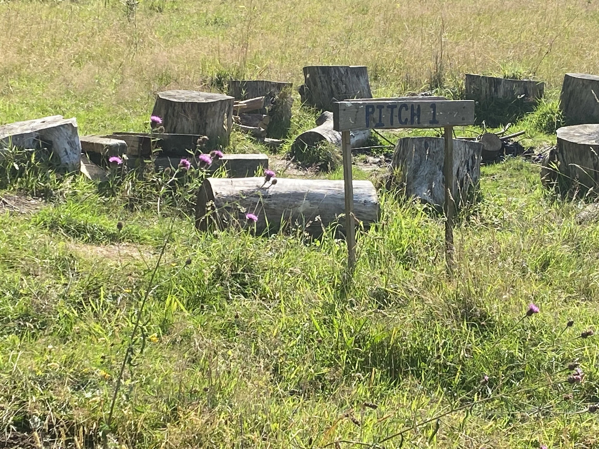 A grassy field with on the ground some tree stumps and logs arranged in a circle, and a sign that reads 'PITCH 1' in front of the stumps.