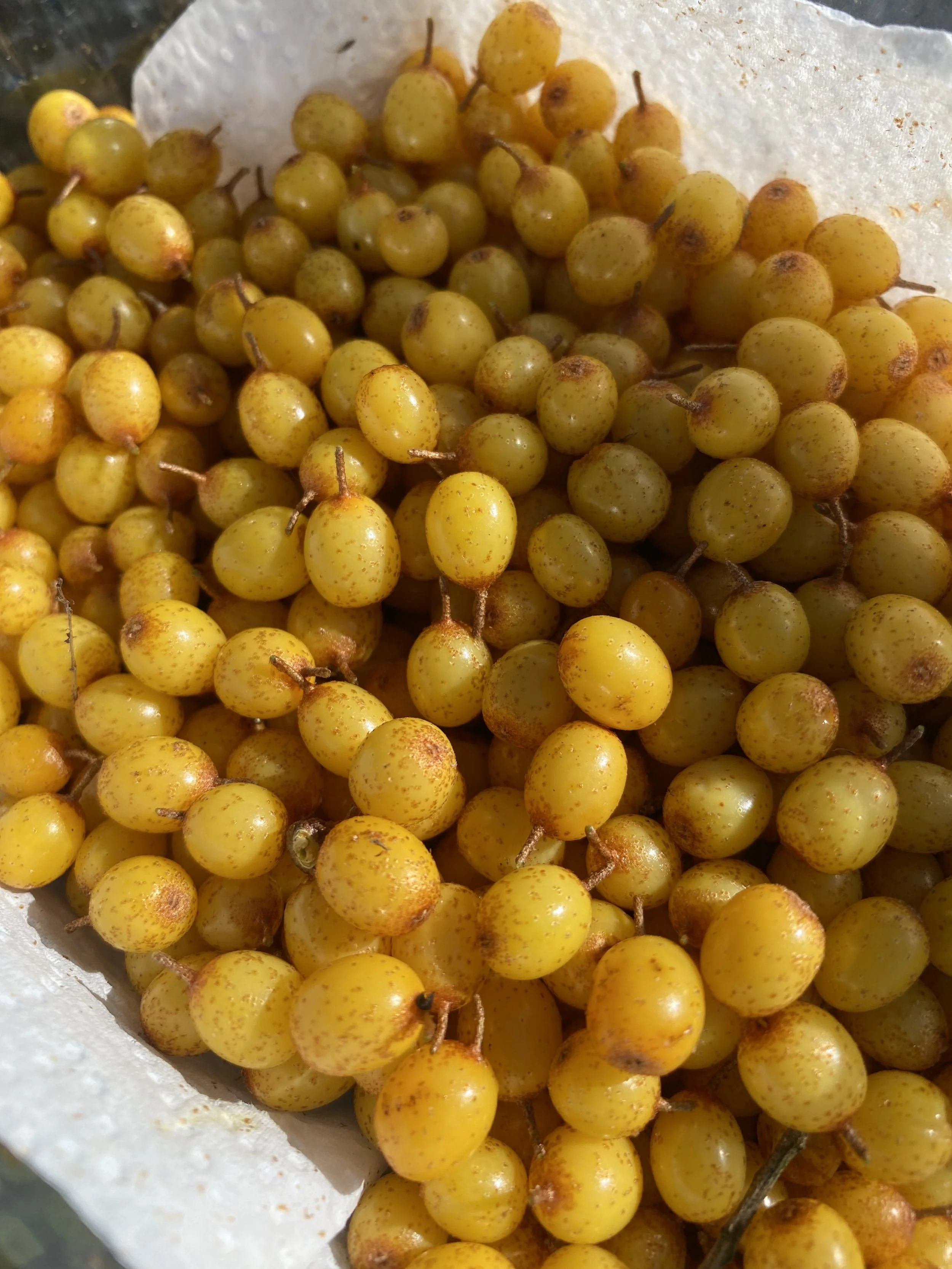 A close-up of yellow grape clusters with some brown spots, resting on white paper.