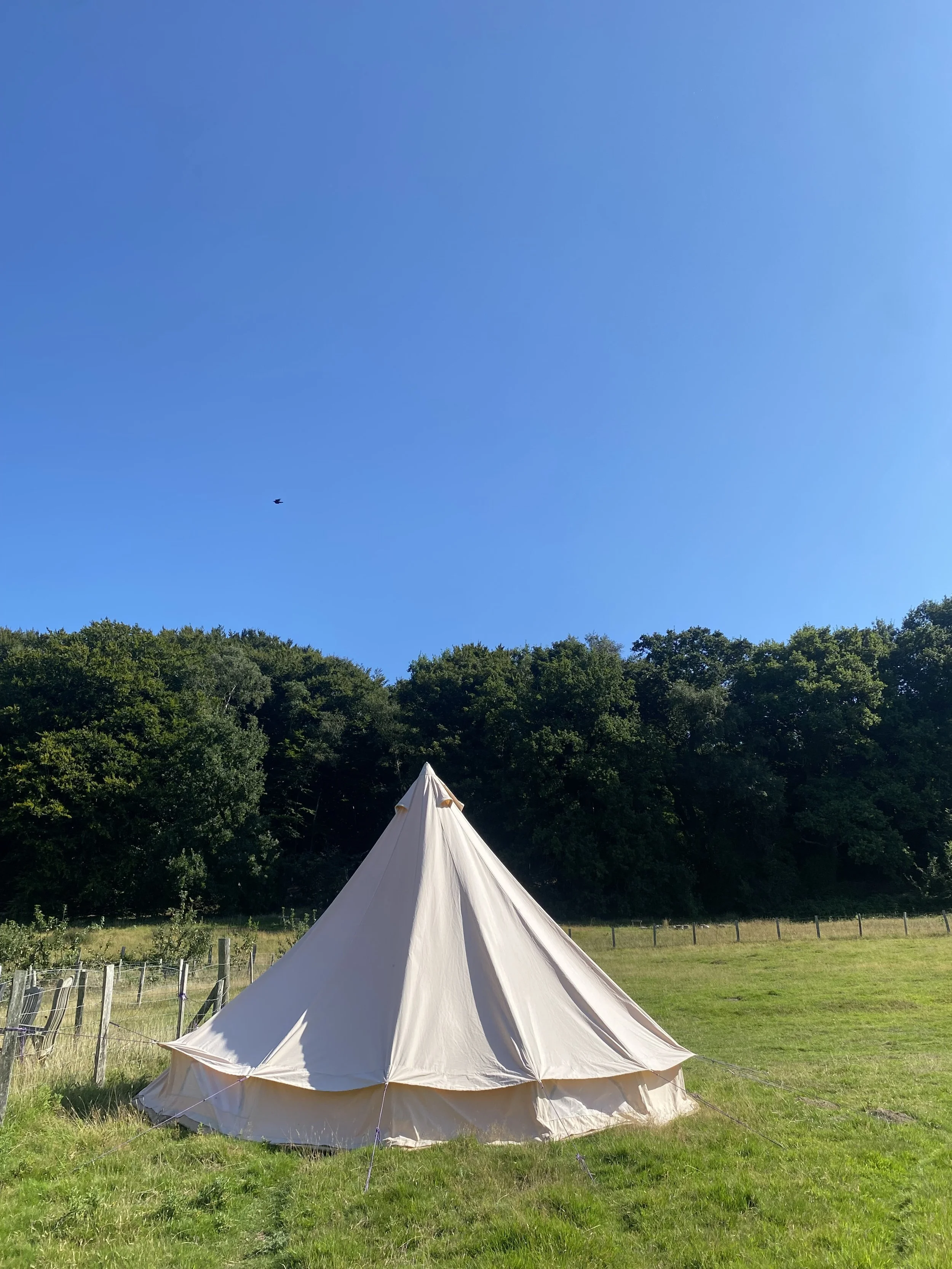 A beige bell tent set up on a grassy field near a wooden fence, with a backdrop of lush green trees and a clear blue sky with a small bird flying overhead.