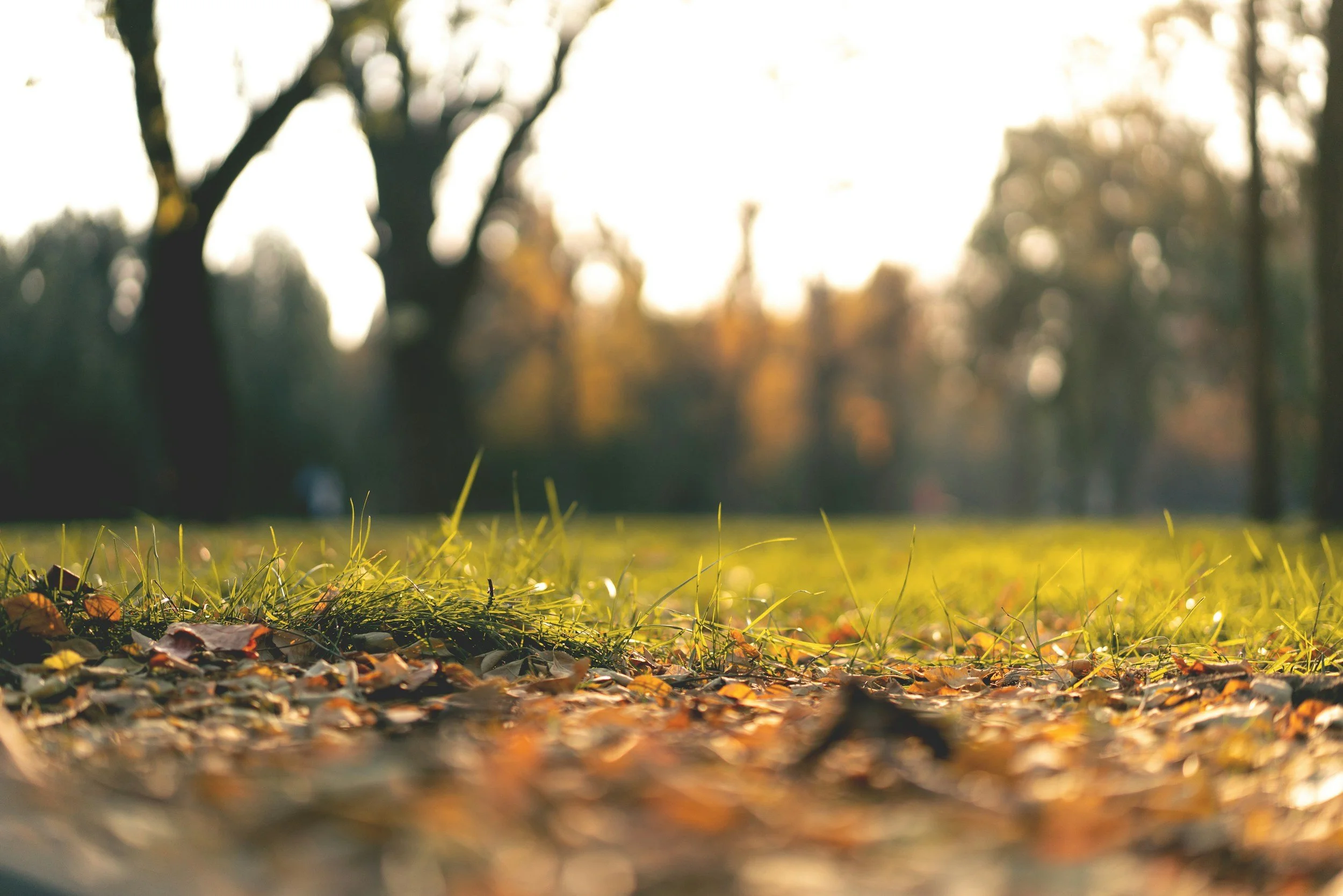 Close-up of fallen autumn leaves and grass on the ground, with blurred trees and sunlight in the background.