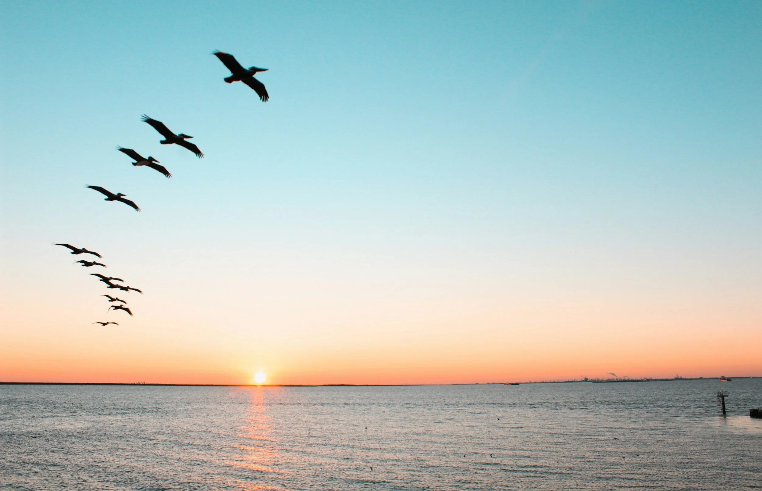 Silhouettes of birds flying over a body of water at sunset with a clear sky.
