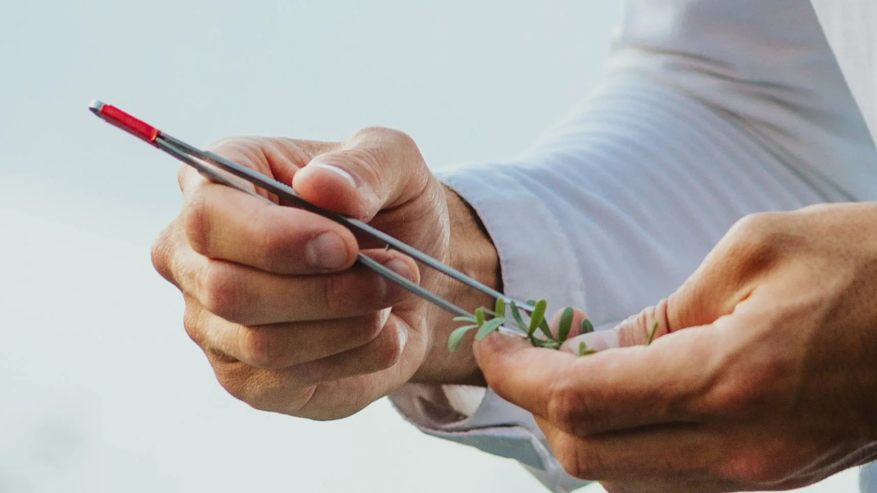 Une personne utilisant une pince pour manipuler de petites plantes vertes