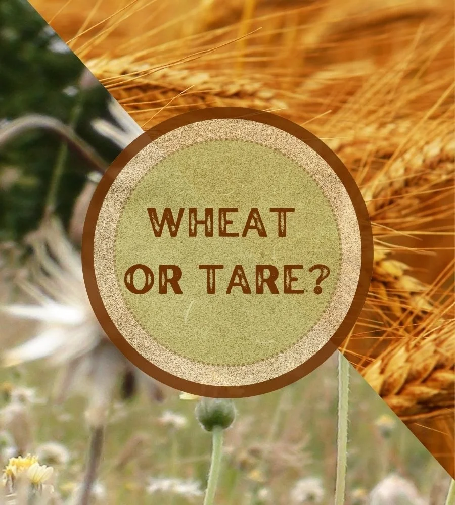 Are You A Wheat Or A Tare?