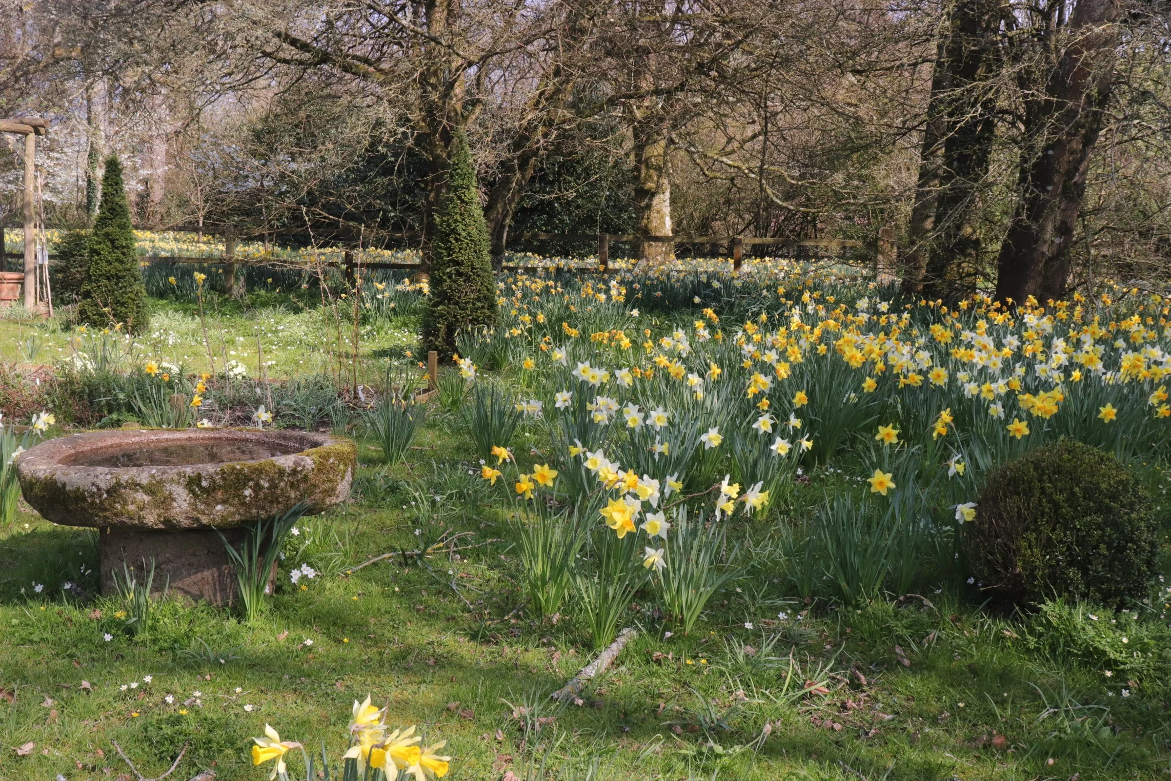Heritage &amp; Speciality Narcissi