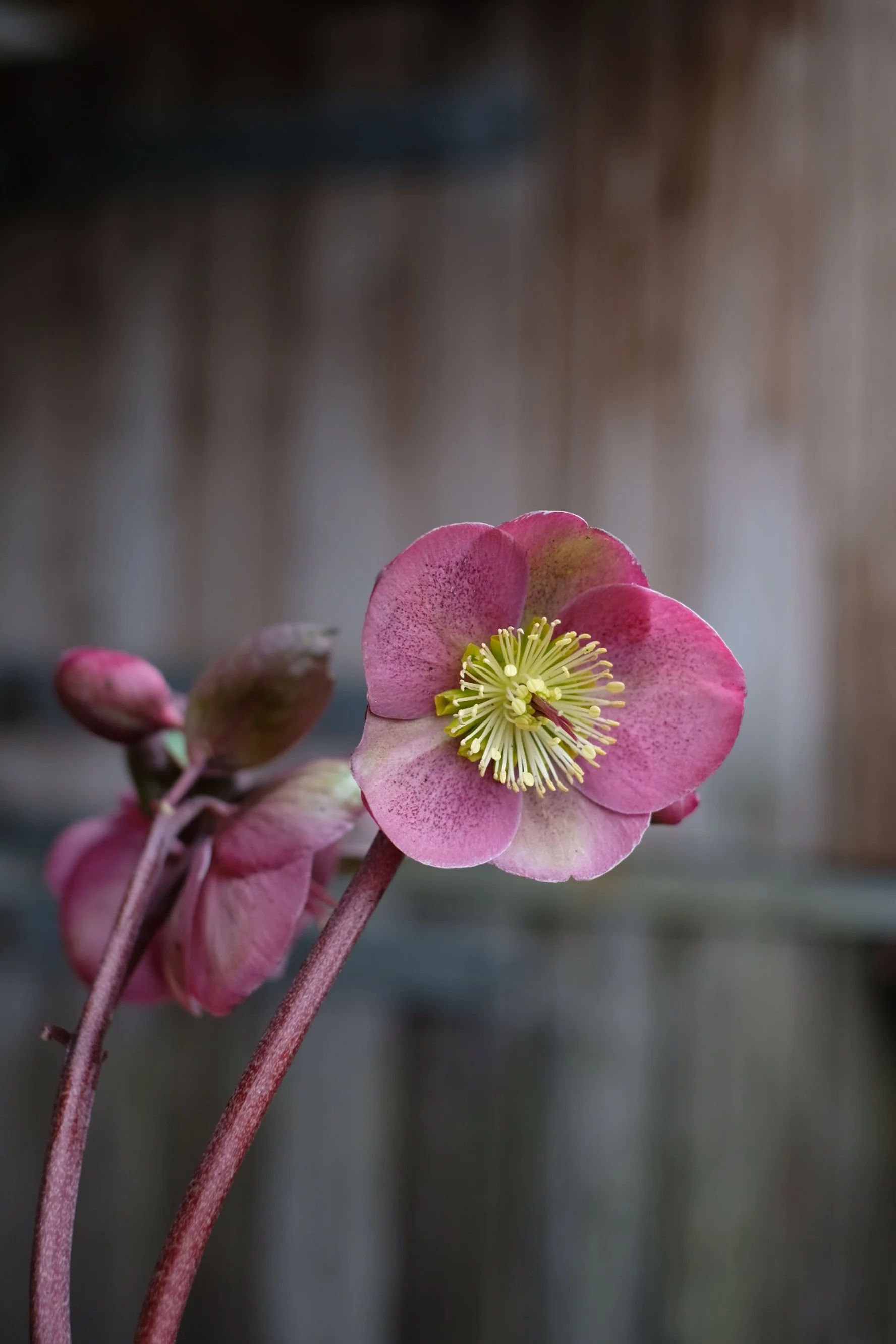 Helleborus Orientalis