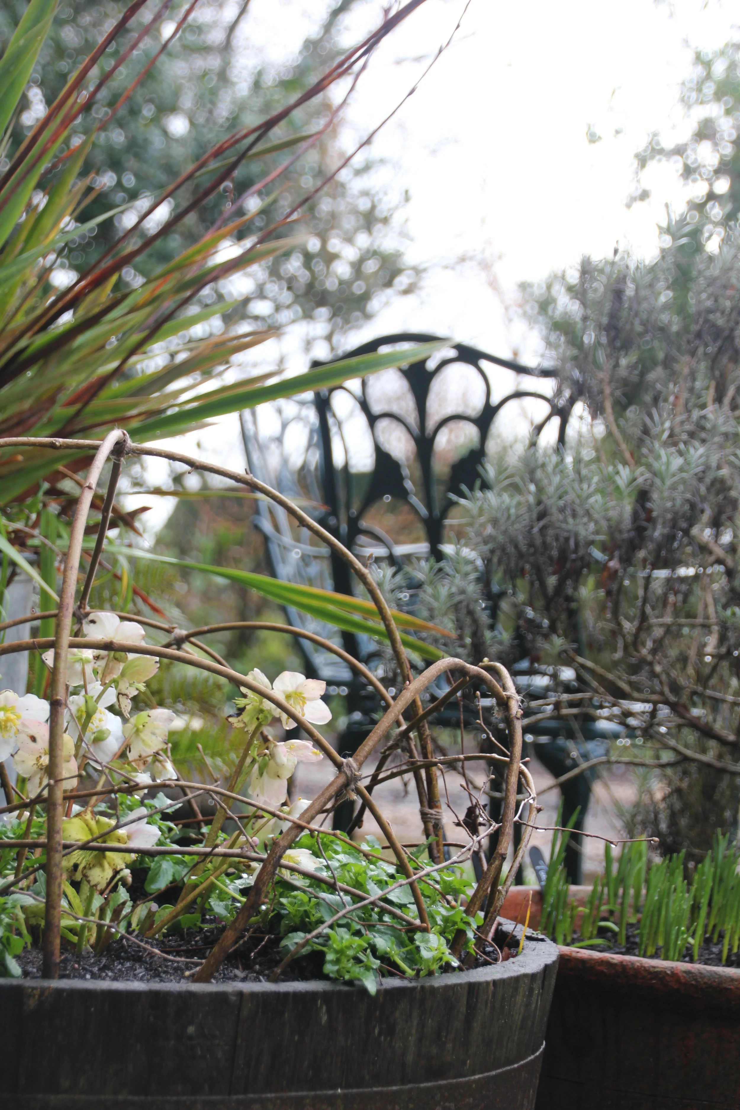 Love Letter to the Land - Hazel Structures in the Garden