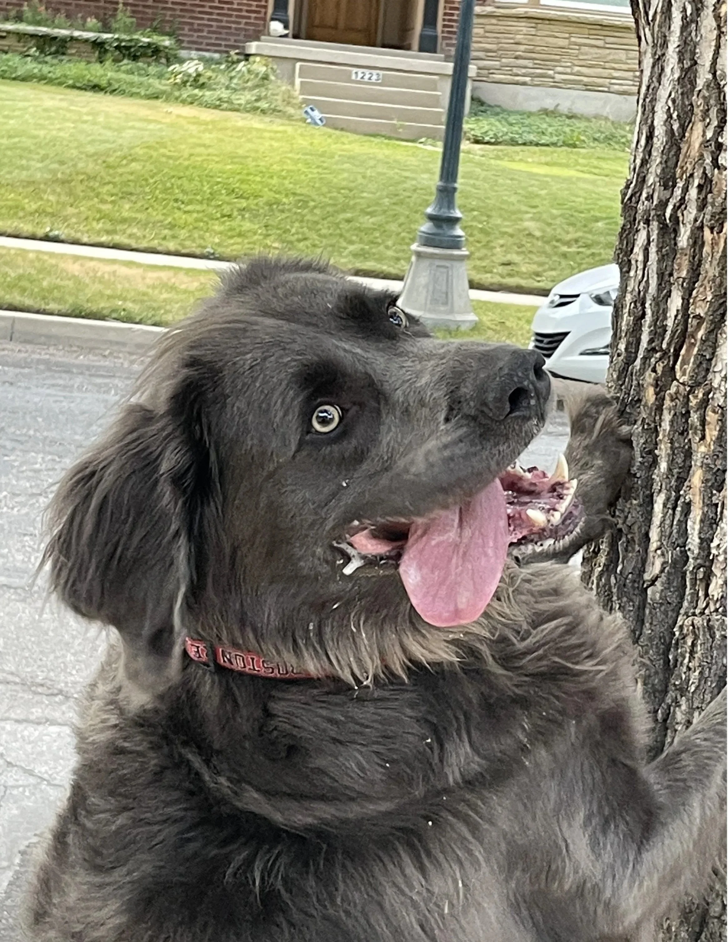 4: No Matter What, Chase That Squirrel