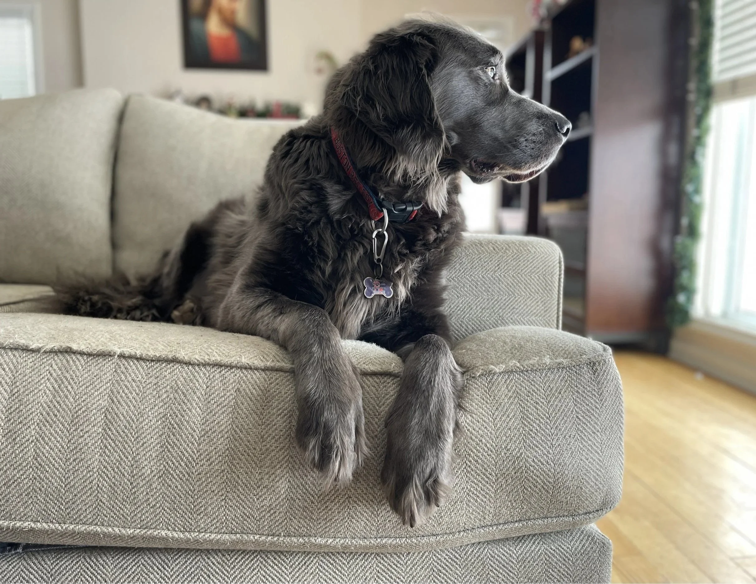 8: Reasons I Love You So Much—Your Furry Chest