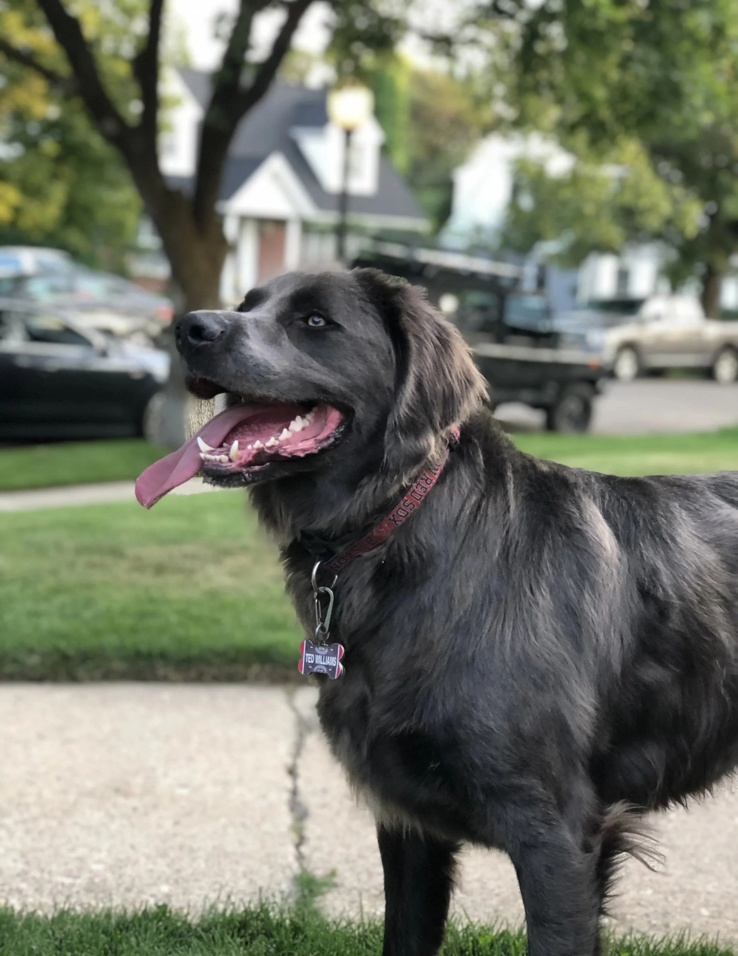 9: Do Tricks for a Treat of Any Size