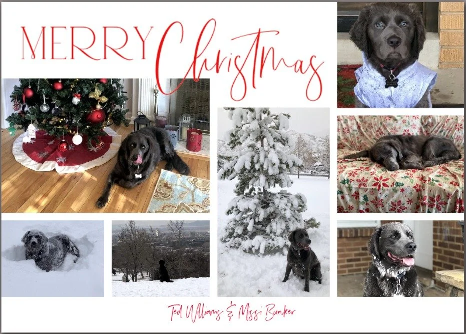 It's Christmas Card Day! 'Tis the season for spreading joy and cheer. Ted wishes you good tidings this holiday season.🎄

#ChristmasCardDay #Christmas #ChristmasCard #DearTed #TedWilliams #Dogs #dogsofinstagram