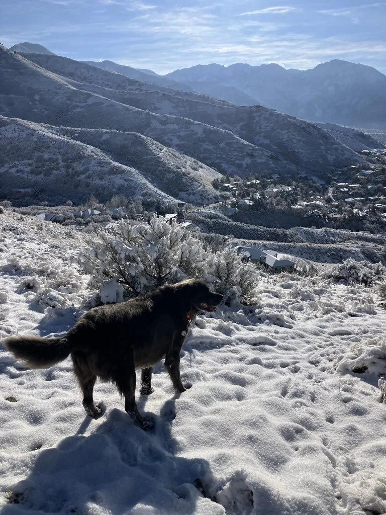 It's a winter wonderland! In one of the first snowfalls of the season, Ted rolled around in the snow and made his own version of snow angels. ❄

#DearTed #TedWilliams #Snow #Snowday #dogsofinstagram #dogs #labrador #weimaraner