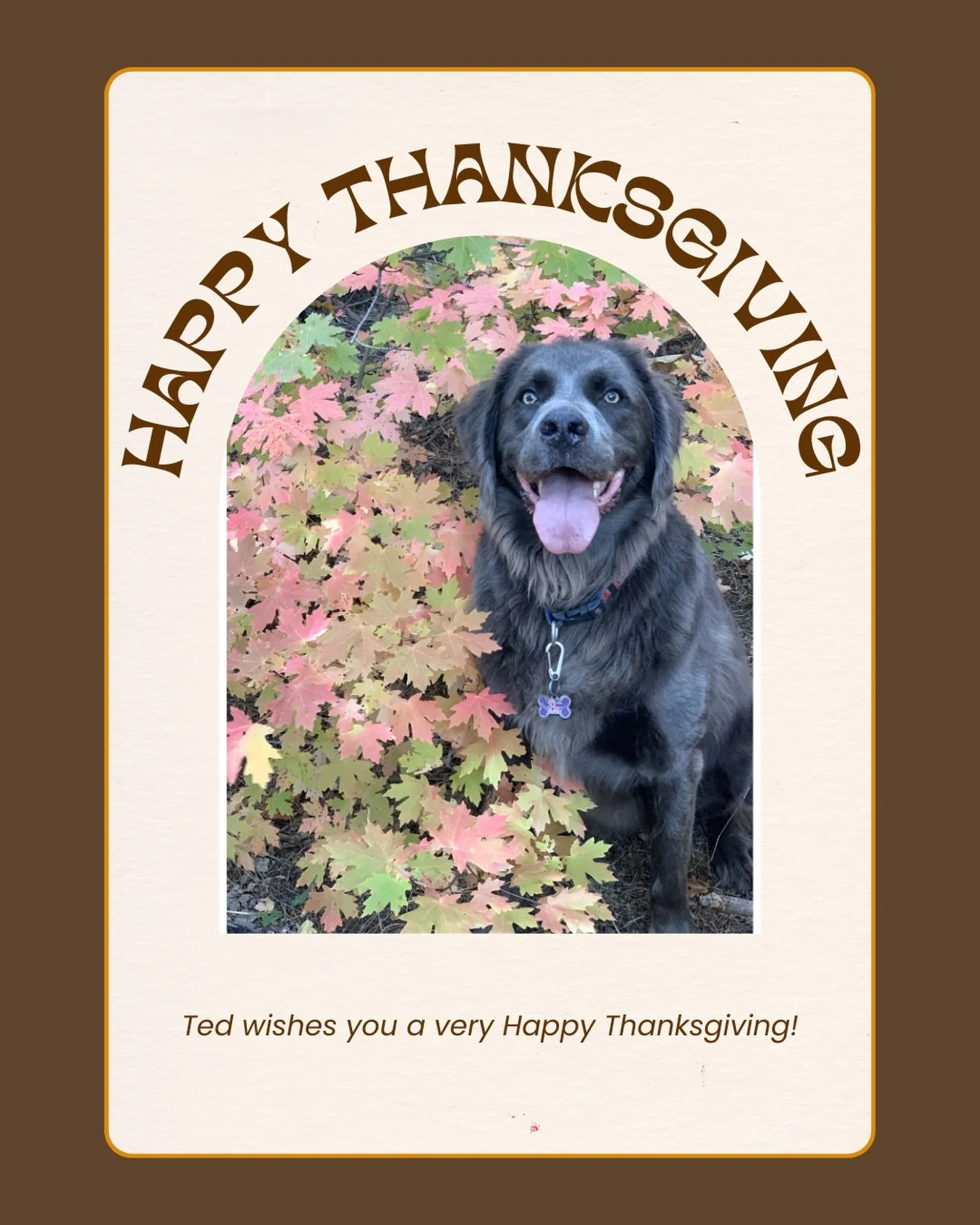 Ted wishes you a very Happy Thanksgiving! 🦃
