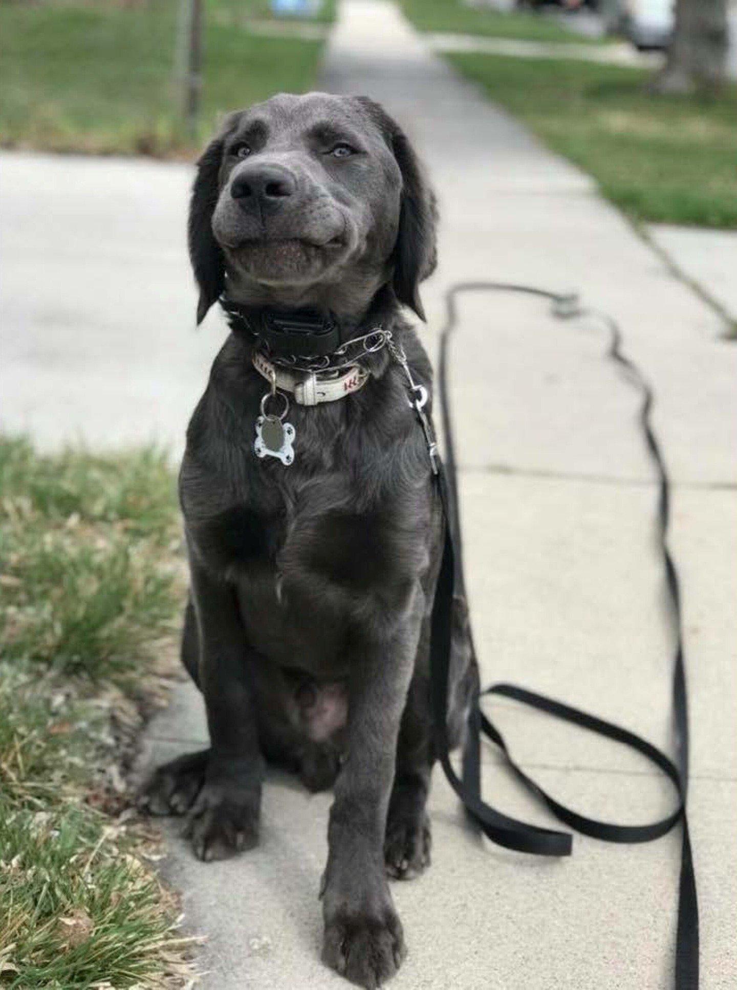 Caption this.

#DearTed #weimaranerlab #dogs #dogsofinstagram #puppies #puppy