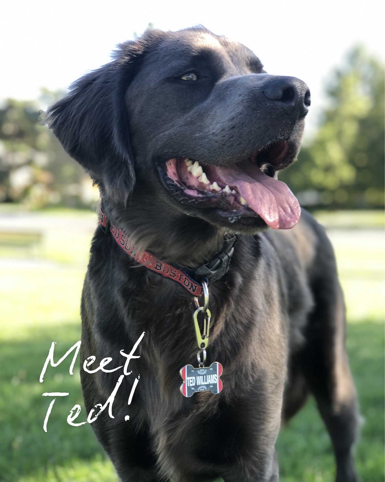Hello! My name is Ted Williams, but you can call me Ted. I am a Black Lab-Weimaraner mix, and I live in Salt Lake City. 

I love to hike and spend time outdoors. And I especially love bacon. 

Follow along to stay up to date on all things Ted! 🐾

#D
