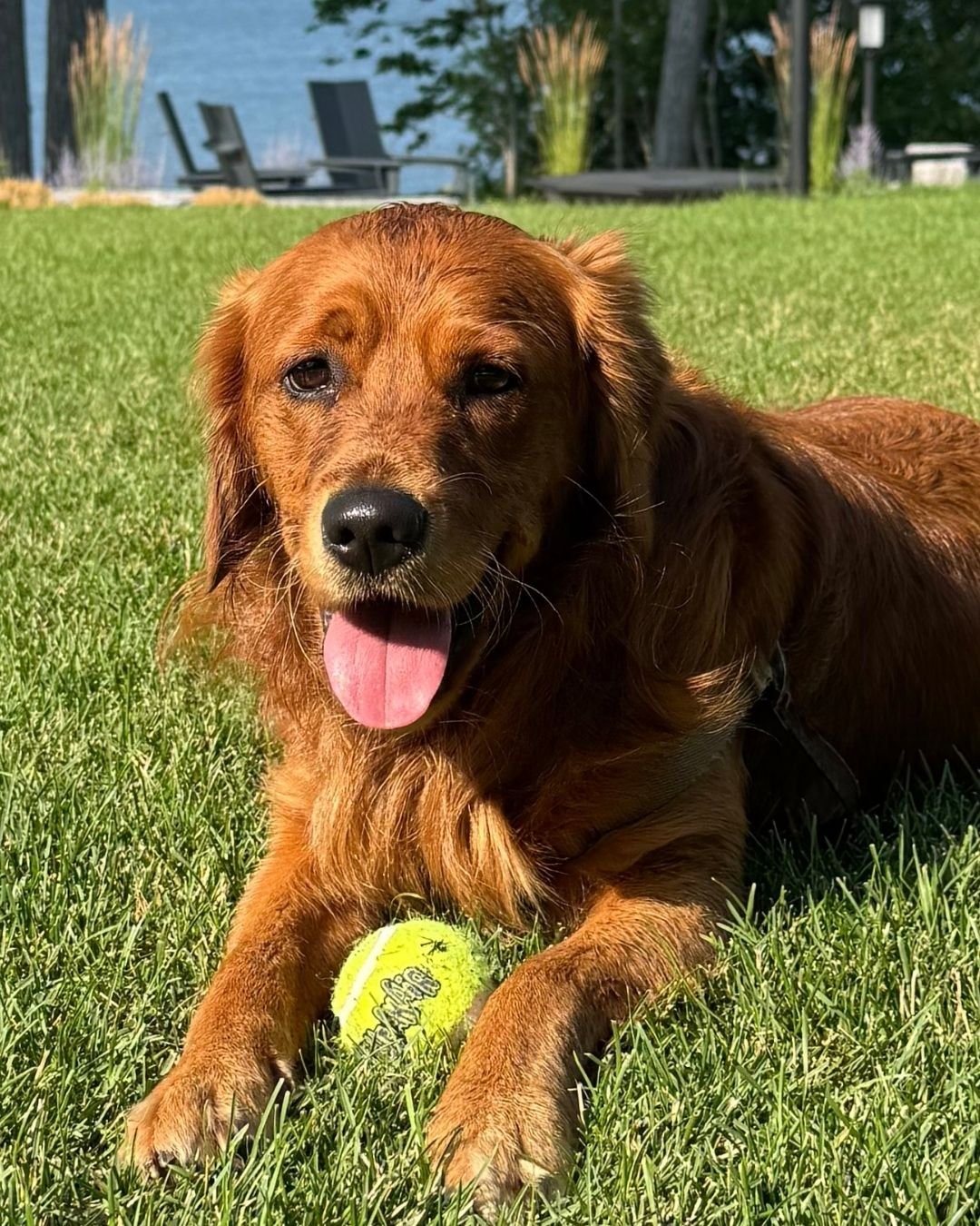 A happy brown dog lying on grass with a tennis ball, tongue out, outdoors on a sunny day.