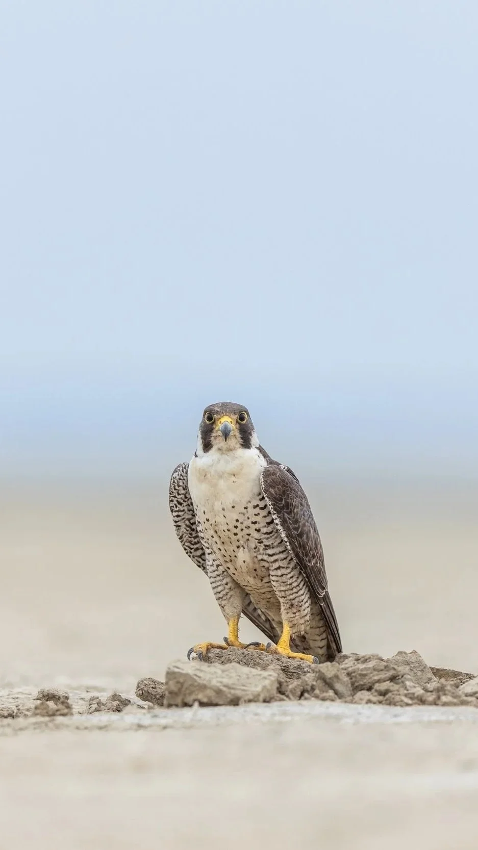 The Intelligence of the Falcon