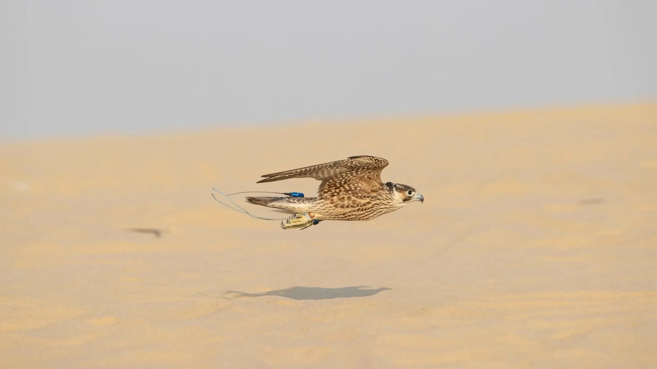 What Falconry Really Is (And What It Is Not)