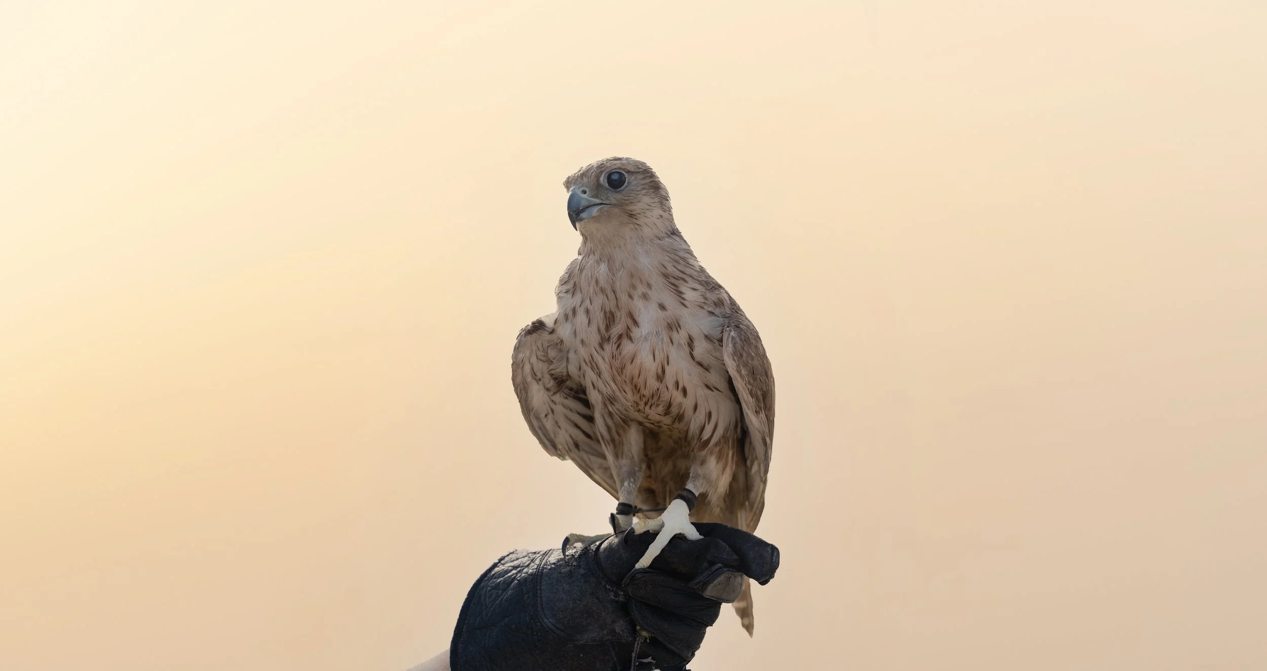 An Arabian falcon perched on a gloved hand against a desert plain, light-colored background.