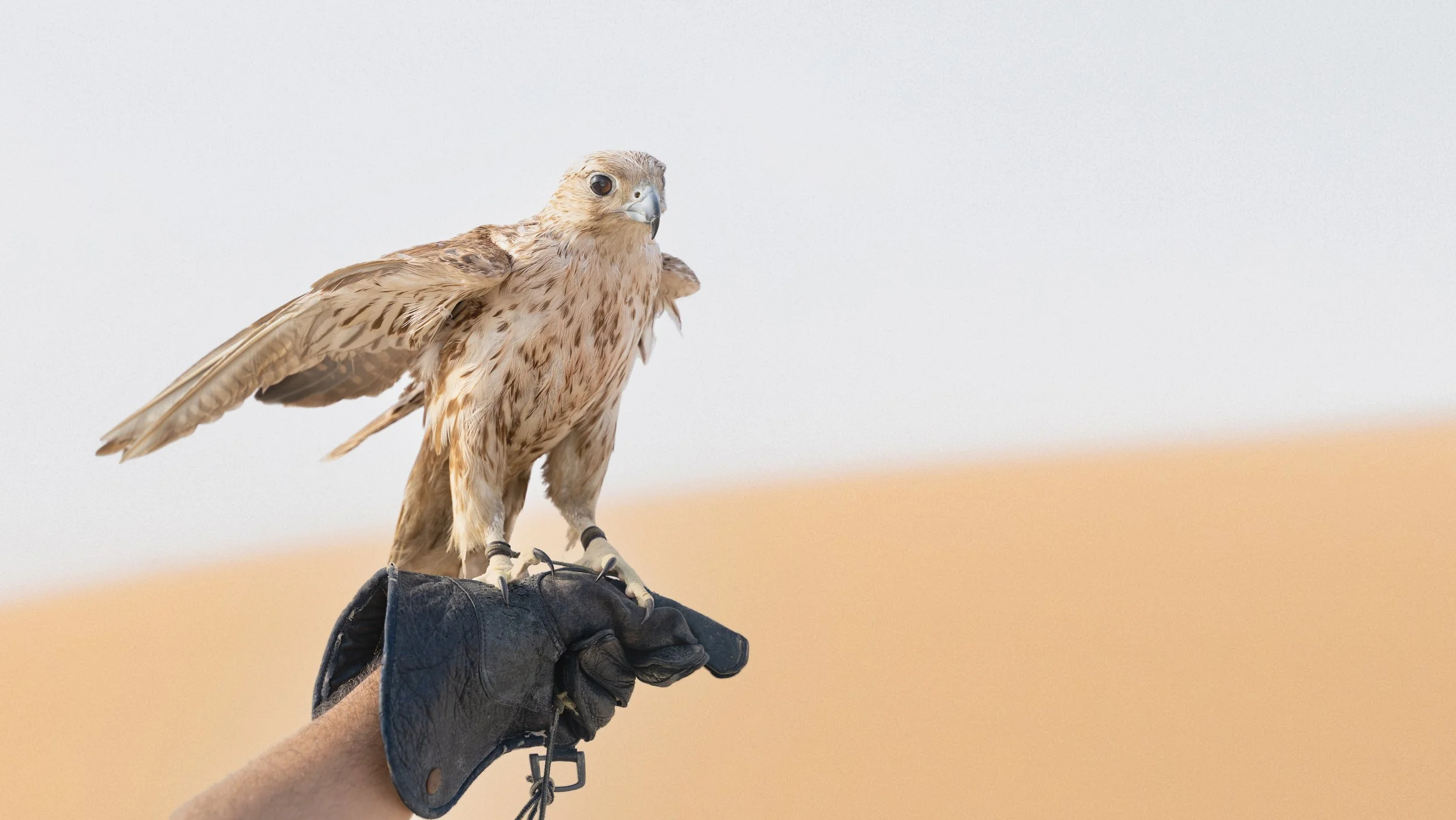 A person wearing a black glove holding an Arabian falcon, with a clear sky and sandy landscape in the background.