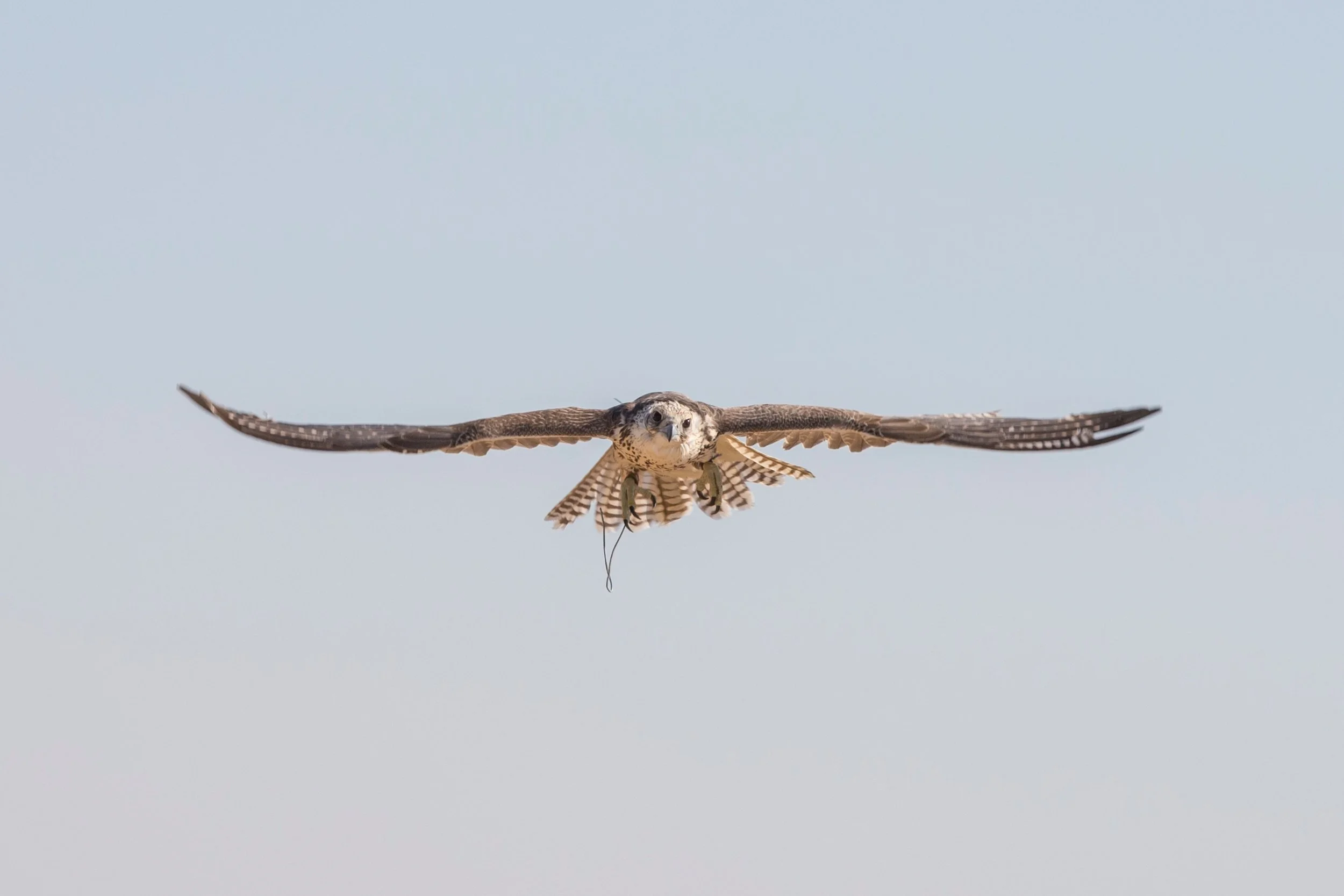 An Arabian falcon flying with its wings spread wide in the sky, holding a small prey in its talons.