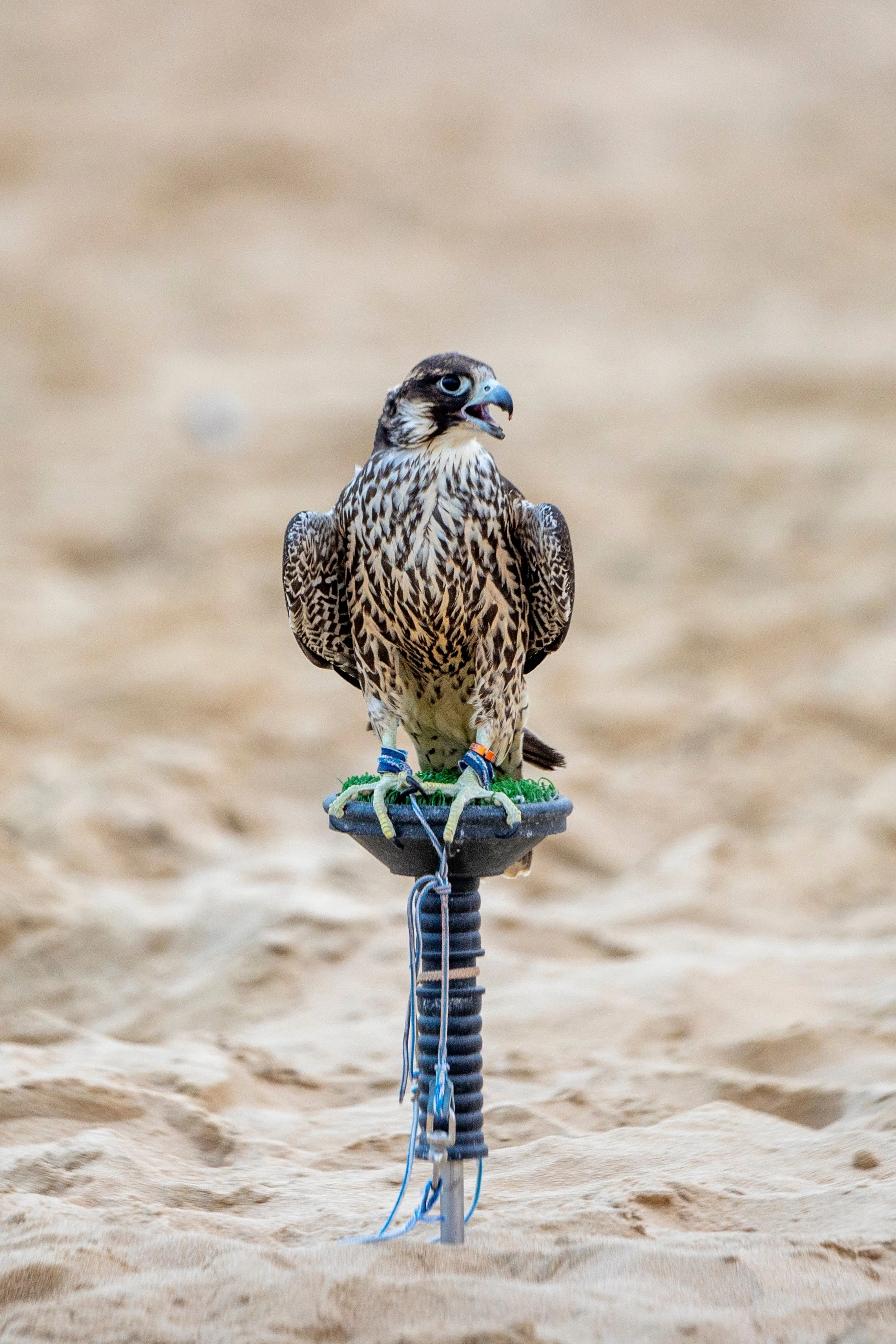 An Arabian falcon perched on a stand with a sandy background.