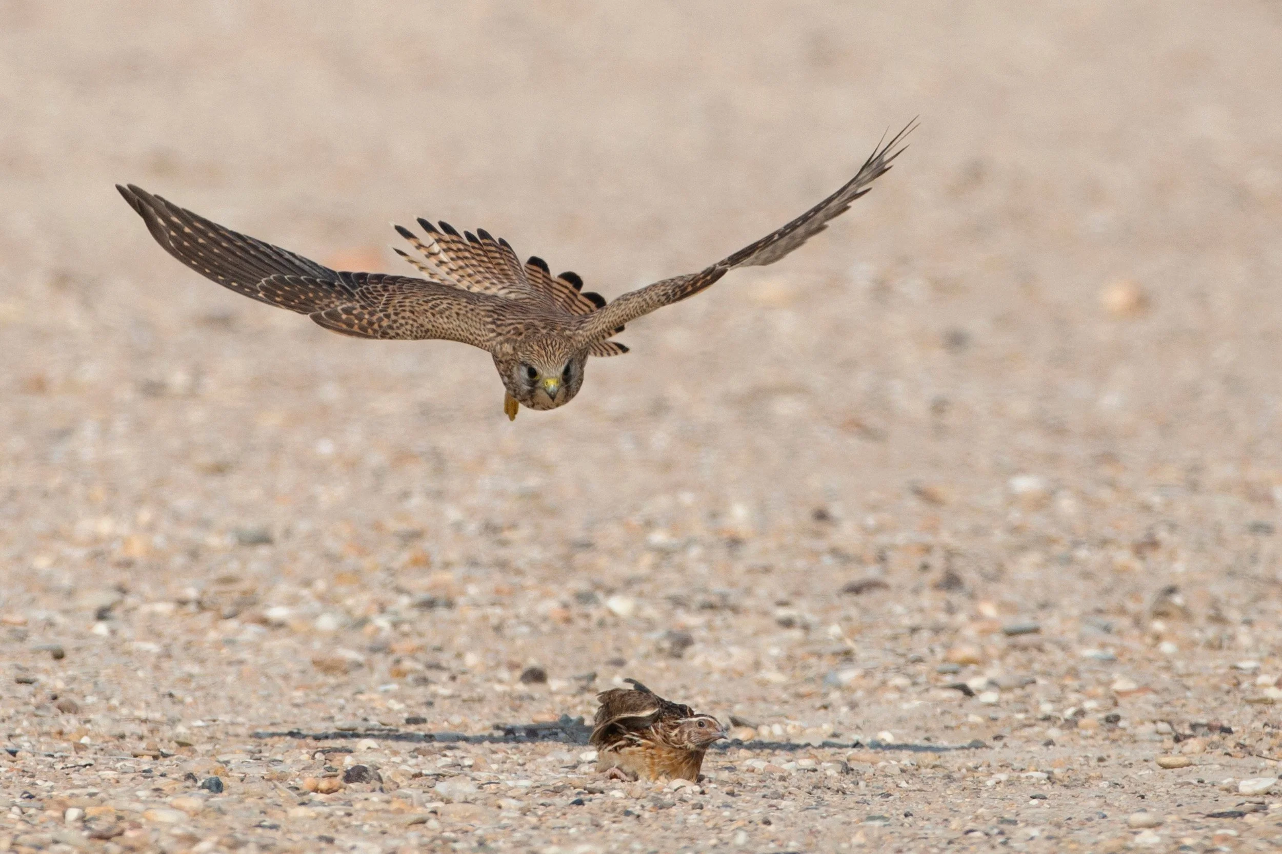 An Arabian falcon, in mid-flight above a small quail on a gravel surface.