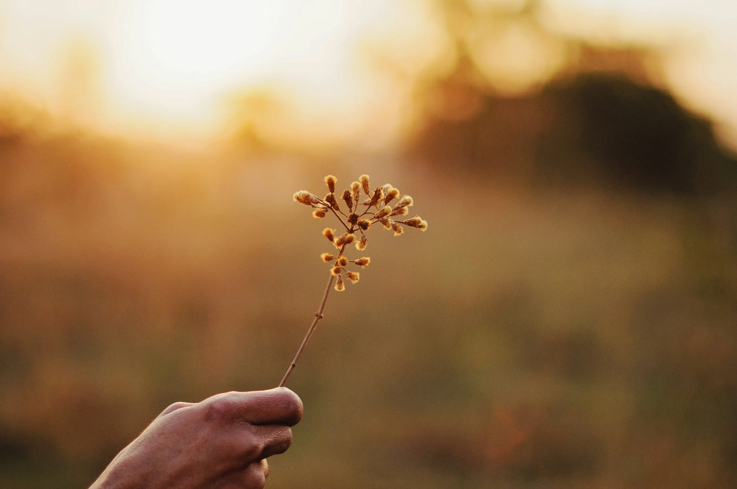 Close-up of a hand holding a dried flower stem with small clusters of flowers, against a blurred sunset background.