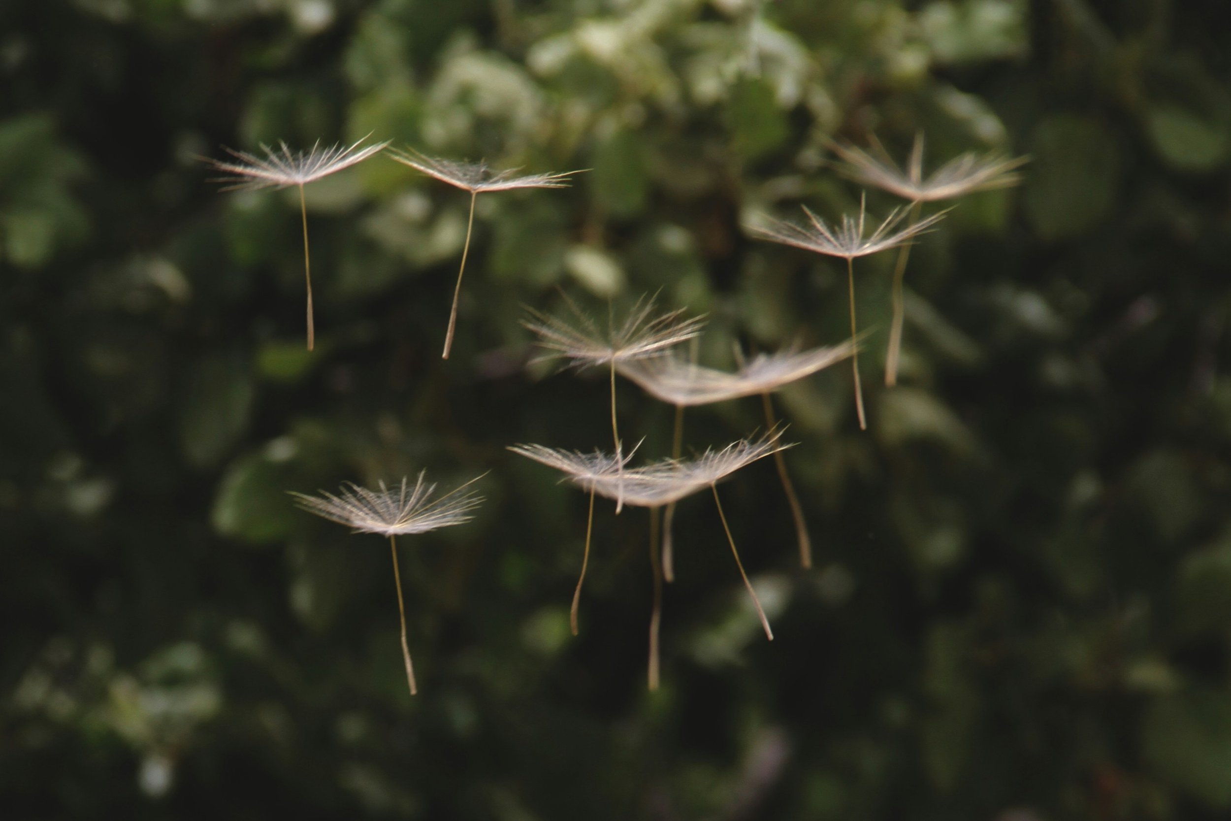 Several dandelion seed parachutes floating in the air against a green leafy background.