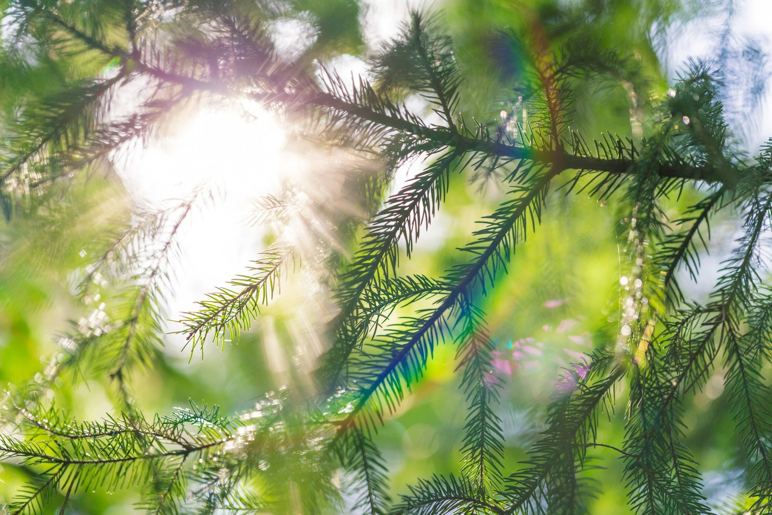 Sunlight filters through green pine tree branches with visible needles, creating a bright, dappled pattern.