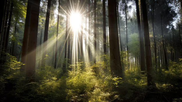 Sunlight shining through tall trees in a forest.