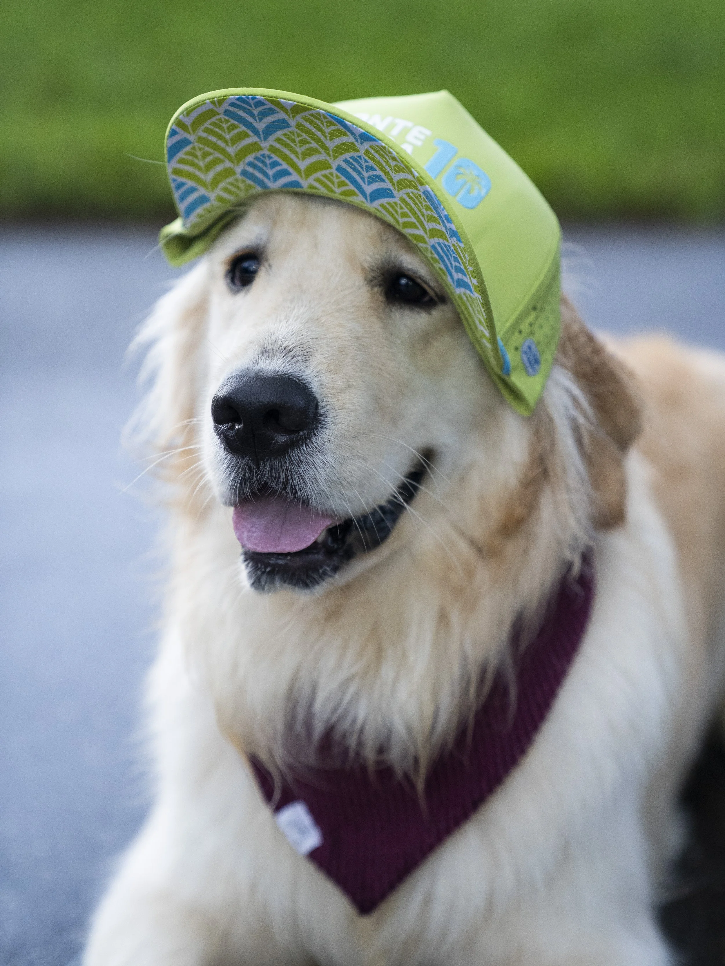Golden retriever wearing a green and blue cap and a maroon bandana.