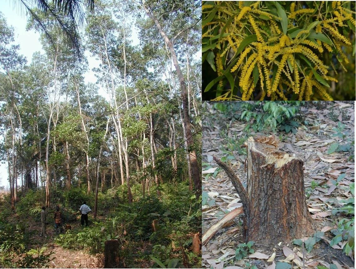 three photos. left shows two men in a woodland. top right shows yellow blossom strands. bottom right shows a tree stump on woodland floor