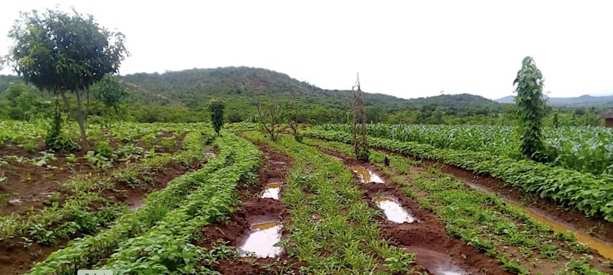 MITIGATING CLIMATE CHANGE IN AFRICAN FARMING