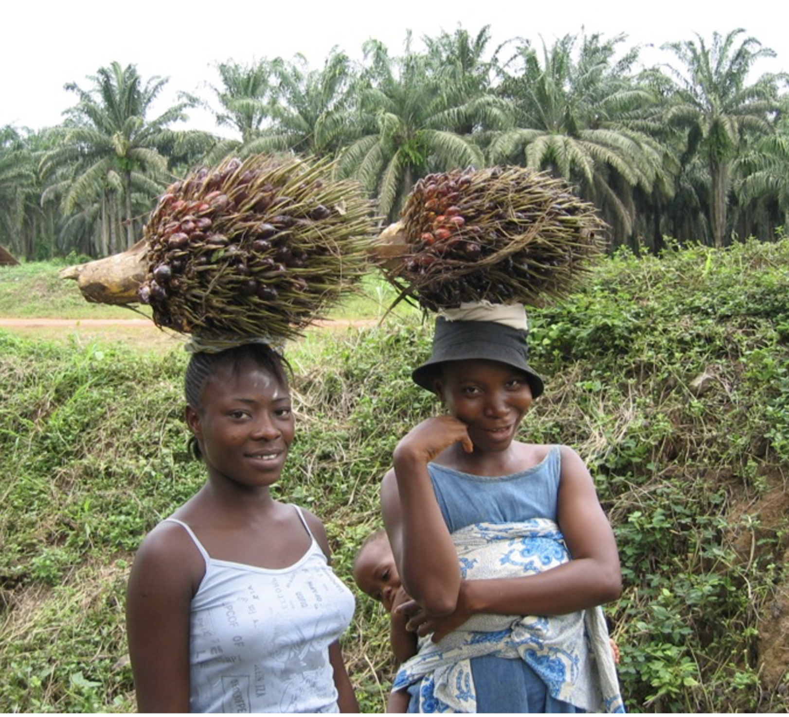 New wine in old skins…(1) rejuvenating oil palm in Liberia