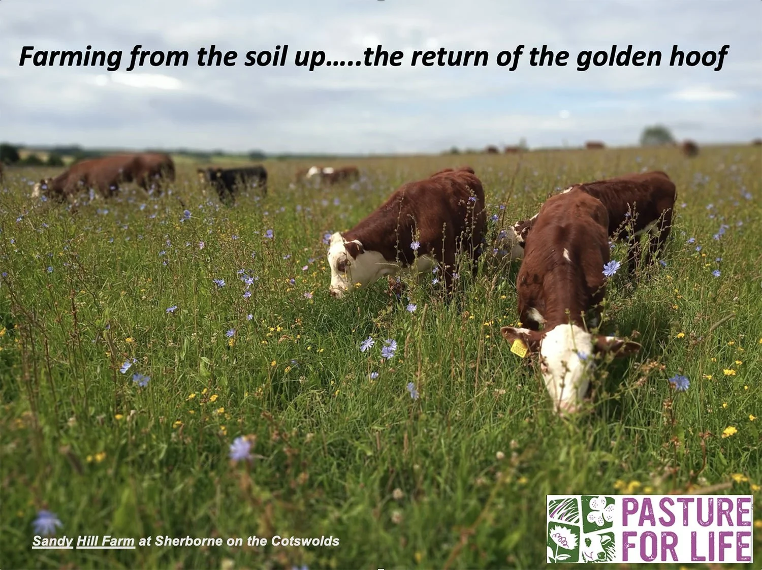 Cows grazing in a wildflower-covered field on Sandy Hill Farm at Sherborne on the Cotswolds, with a partly cloudy sky, and a logo for charity Pastures For Life.