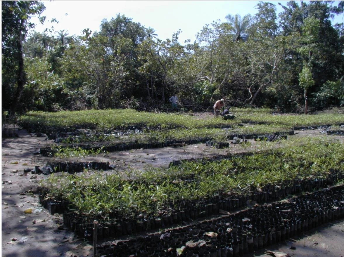 two people planting trees in a near derelict nursery. planting Gmelina and Tectonic