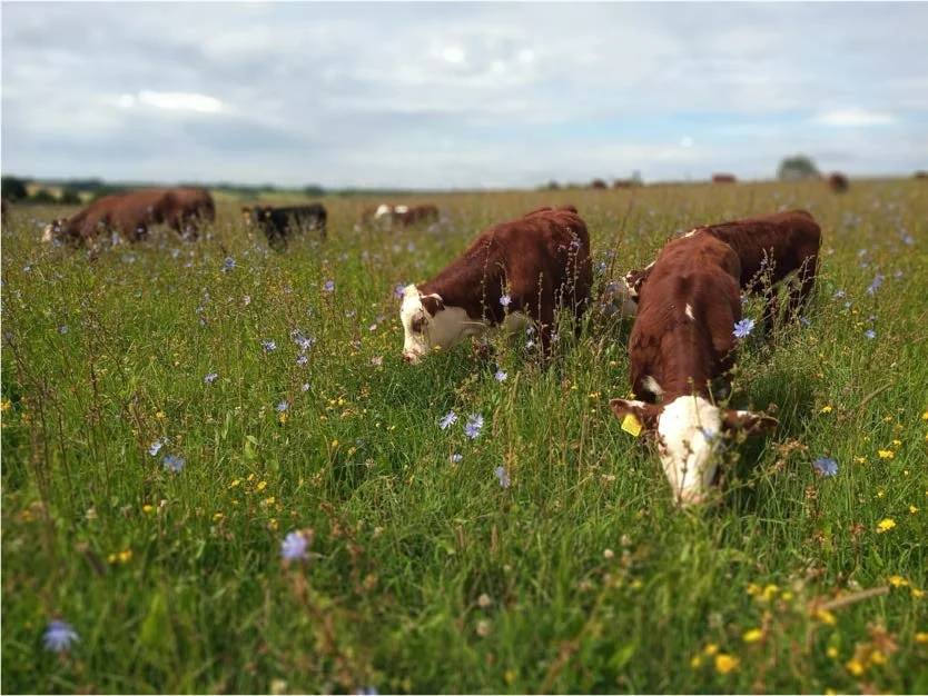 Brown cows with white heads and necks grazing in a filed with wild flowers under a cloudy blue sky